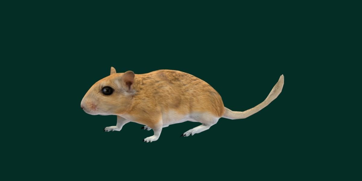 Mongolian Gerbil Rat Rodent Low-poly 3D model_27