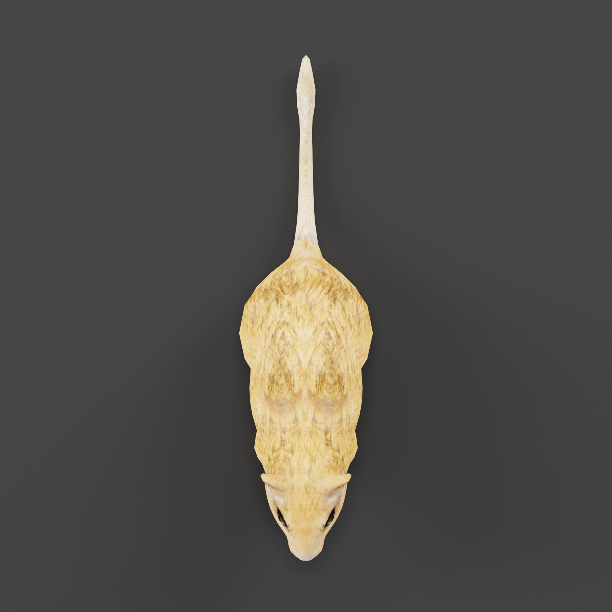 Mongolian Gerbil Rat Rodent Low-poly 3D model_4