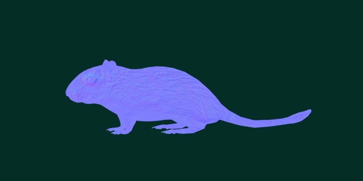 Mongolian Gerbil Rat Rodent Low-poly 3D model_24