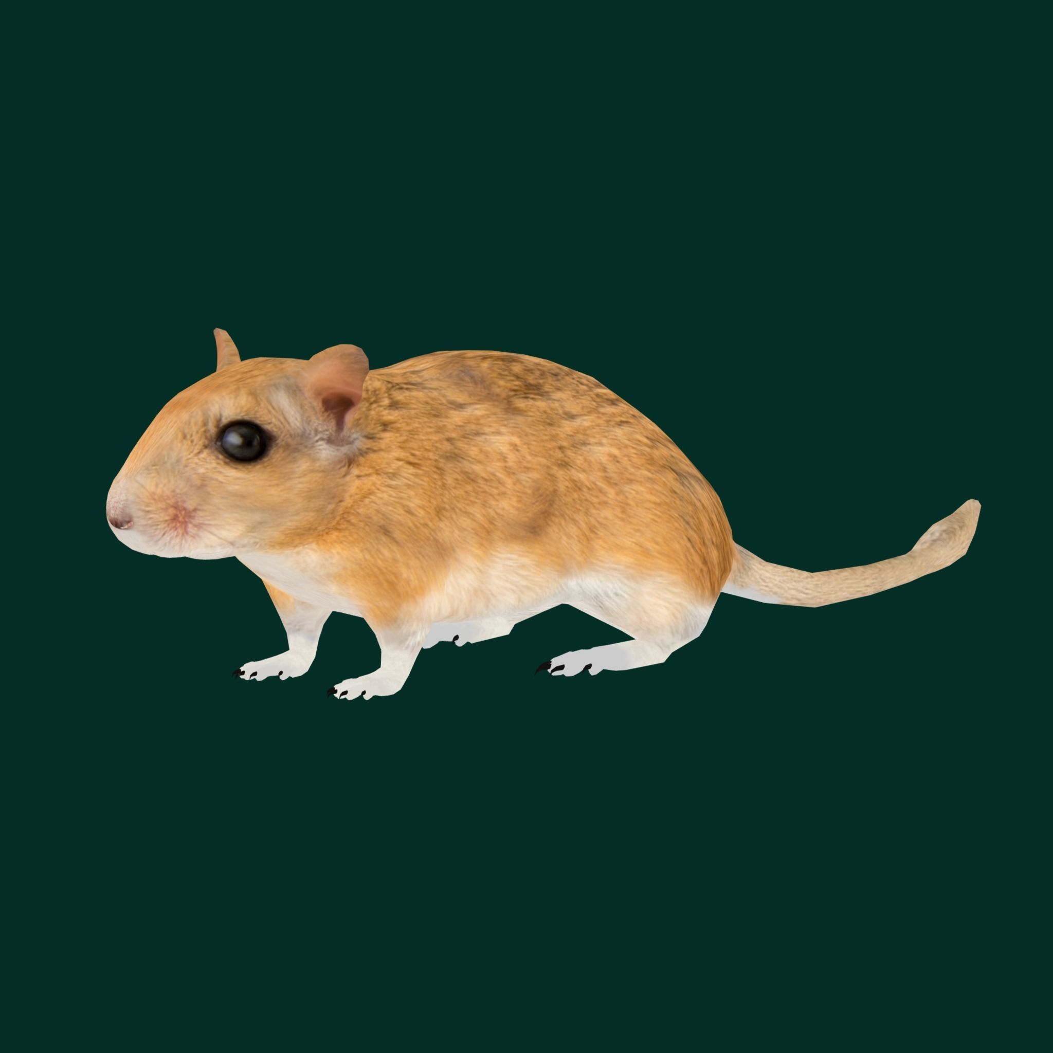 Mongolian Gerbil Rat Rodent Low-poly 3D model_30