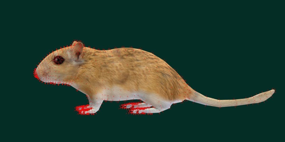 Mongolian Gerbil Rat Rodent Low-poly 3D model_15