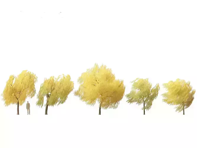 Salix babylonica - Weeping willow 19