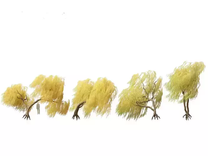 Salix babylonica - Weeping willow 18