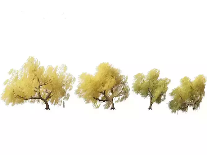 Salix babylonica - Weeping willow 17