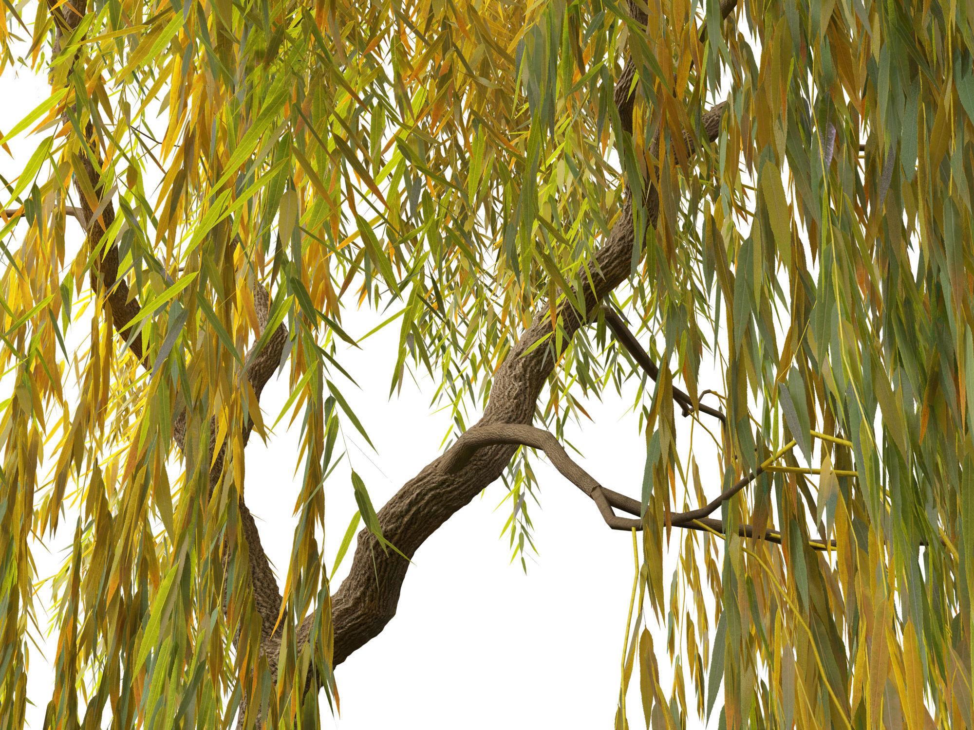 Salix babylonica - Weeping willow  15 3D model_6