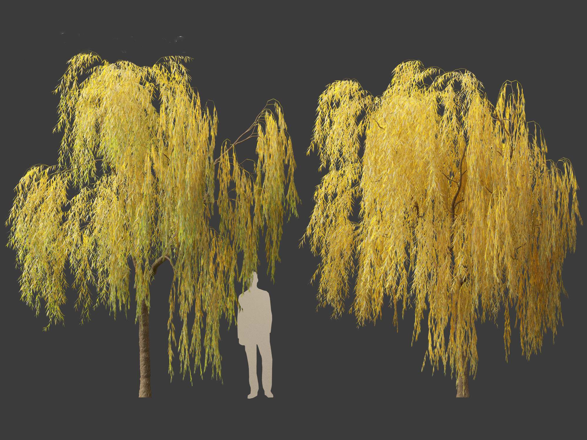 Salix babylonica - Weeping willow  15 3D model_5
