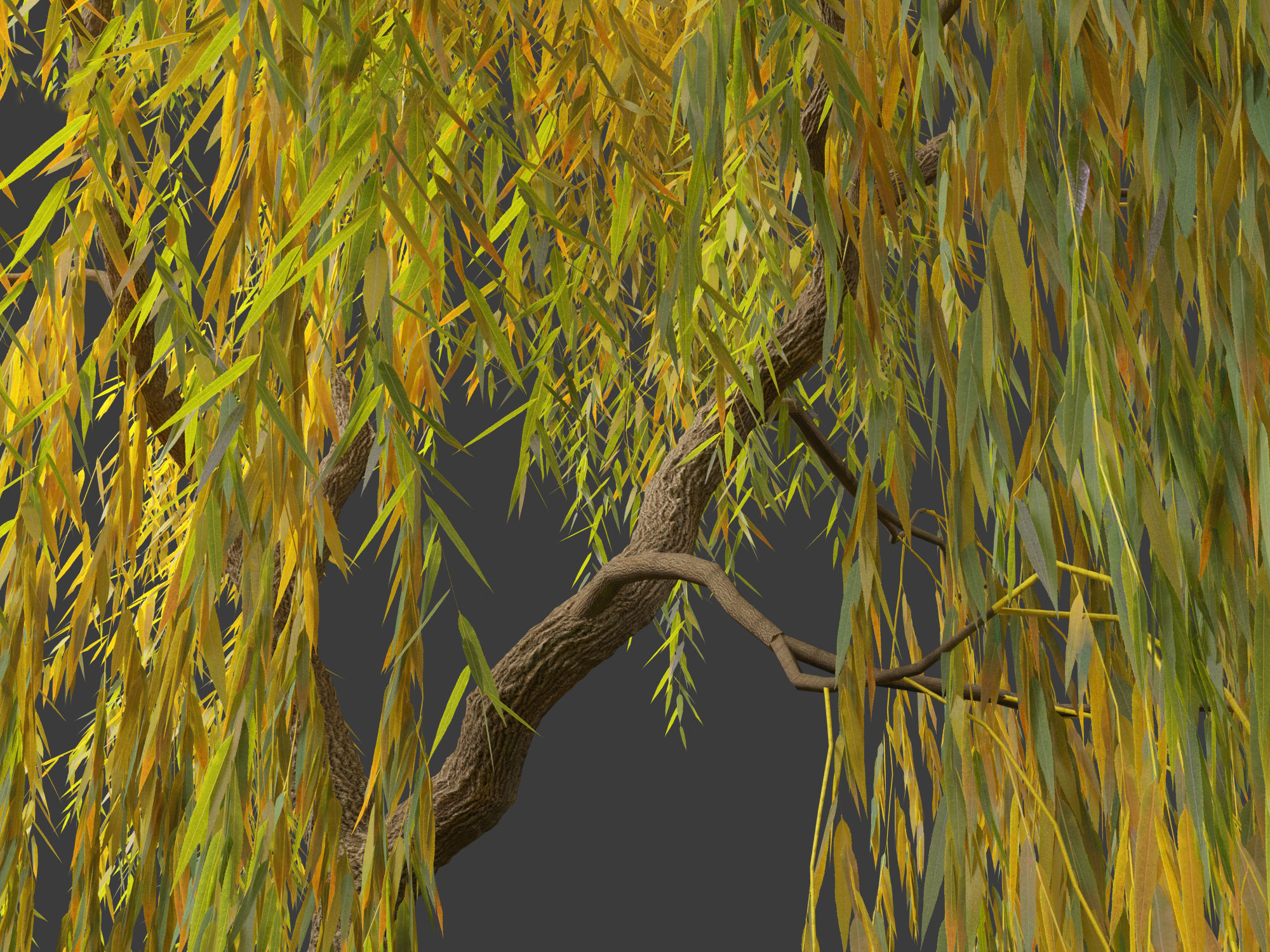 Salix babylonica - Weeping willow  15 3D model_7