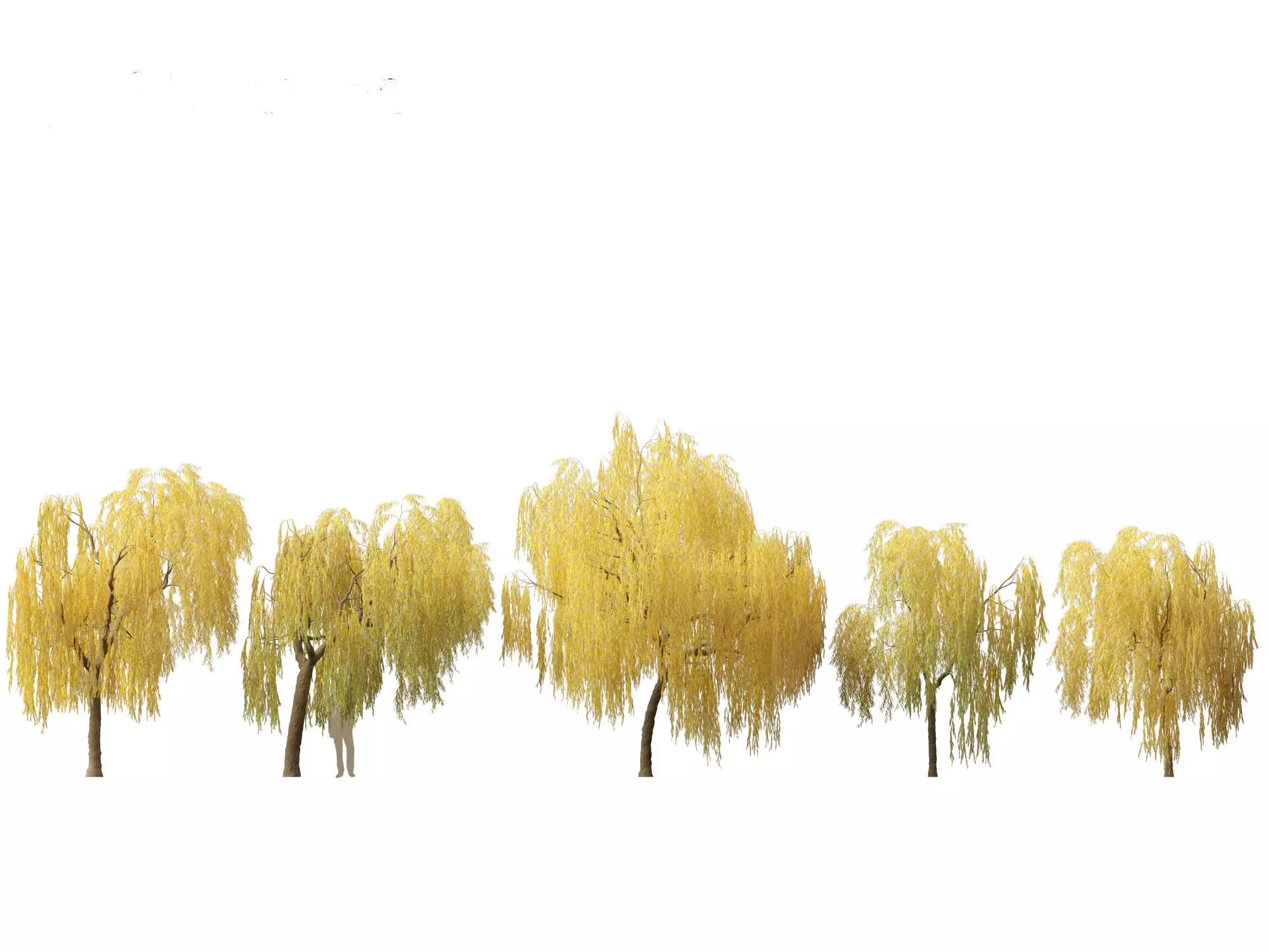 Salix babylonica - Weeping willow  15 3D model_0