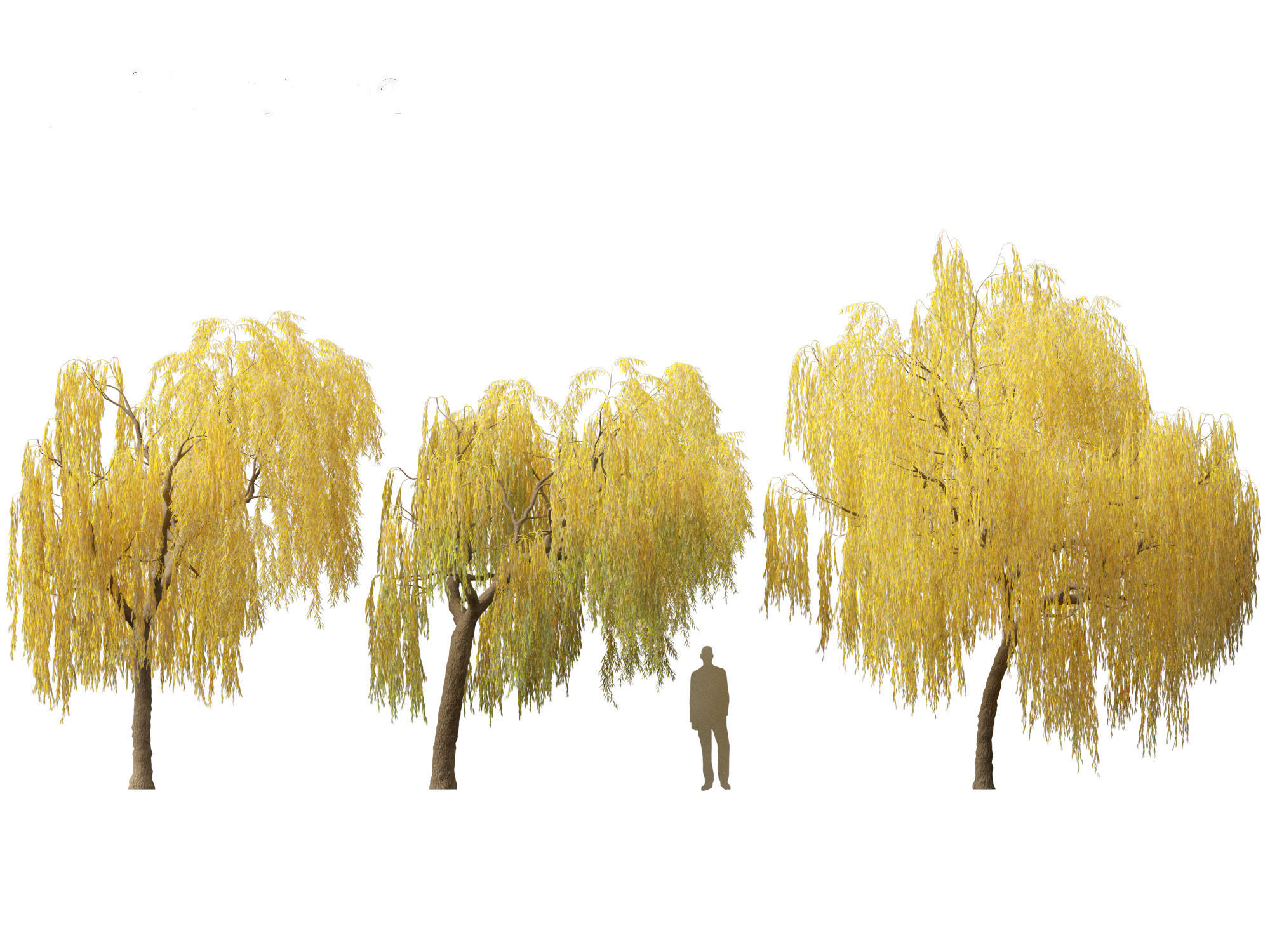 Salix babylonica - Weeping willow  15 3D model_2