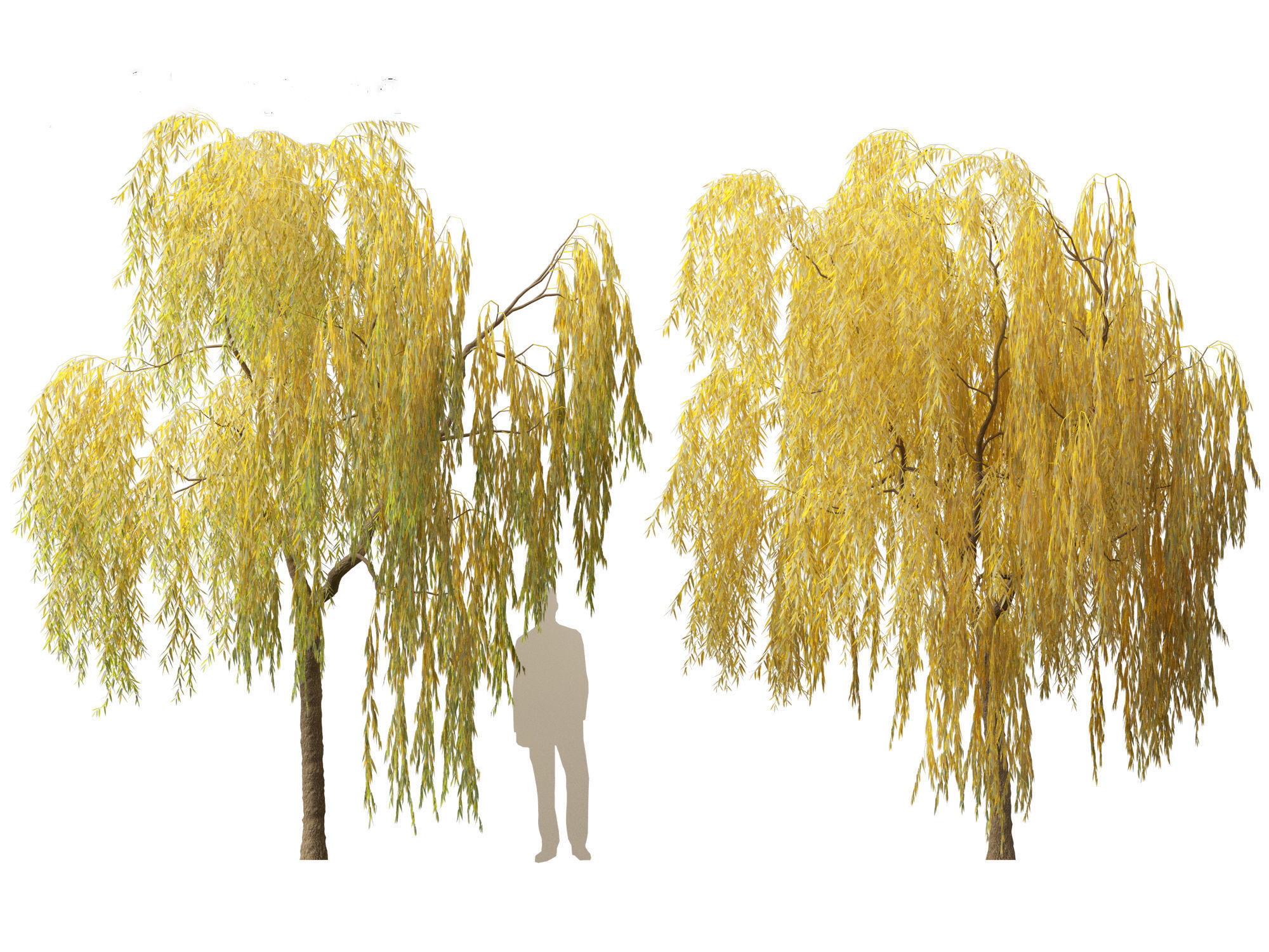 Salix babylonica - Weeping willow  15 3D model_4