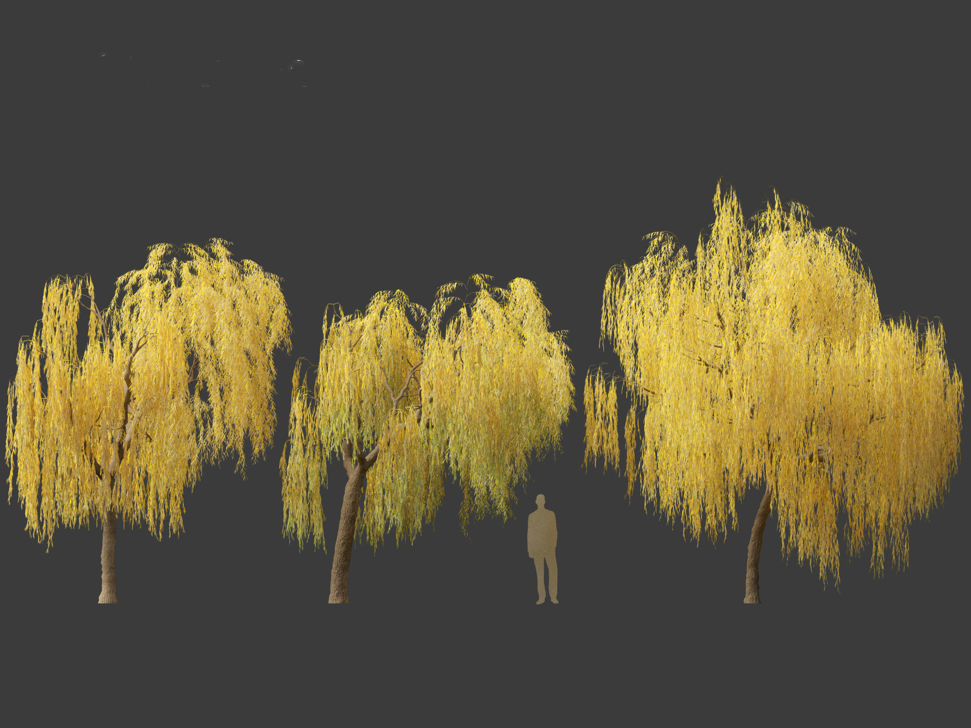Salix babylonica - Weeping willow  15 3D model_3