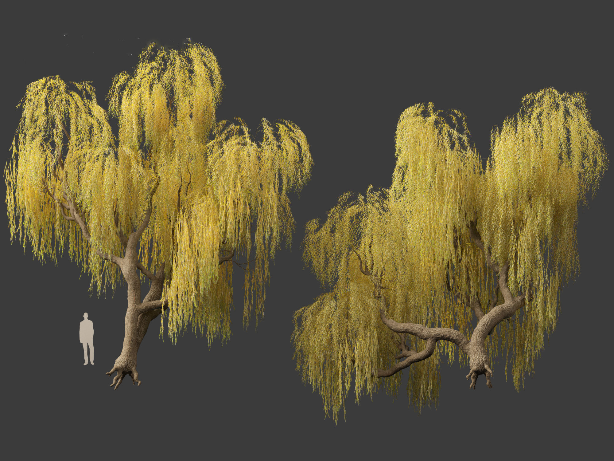 Salix babylonica - Weeping willow 13 3D model_5