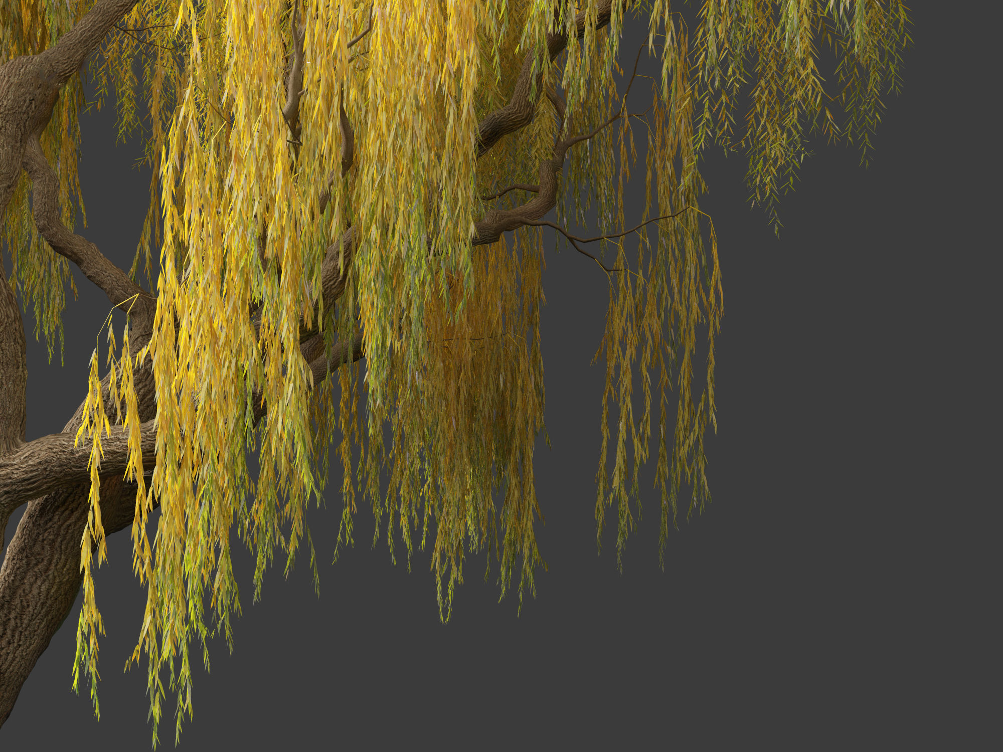 Salix babylonica - Weeping willow 13 3D model_7
