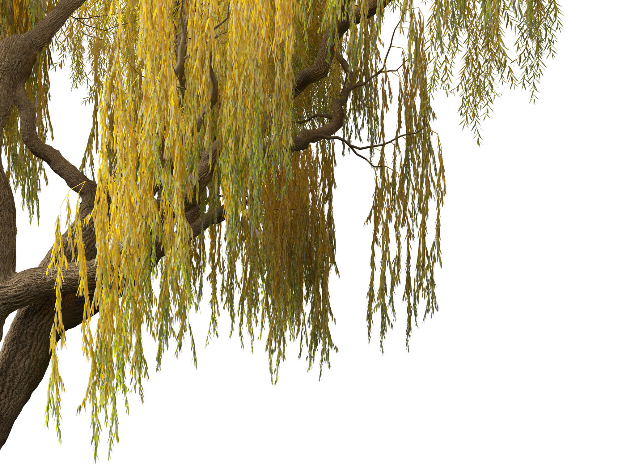 Salix babylonica - Weeping willow 13 3D model_6