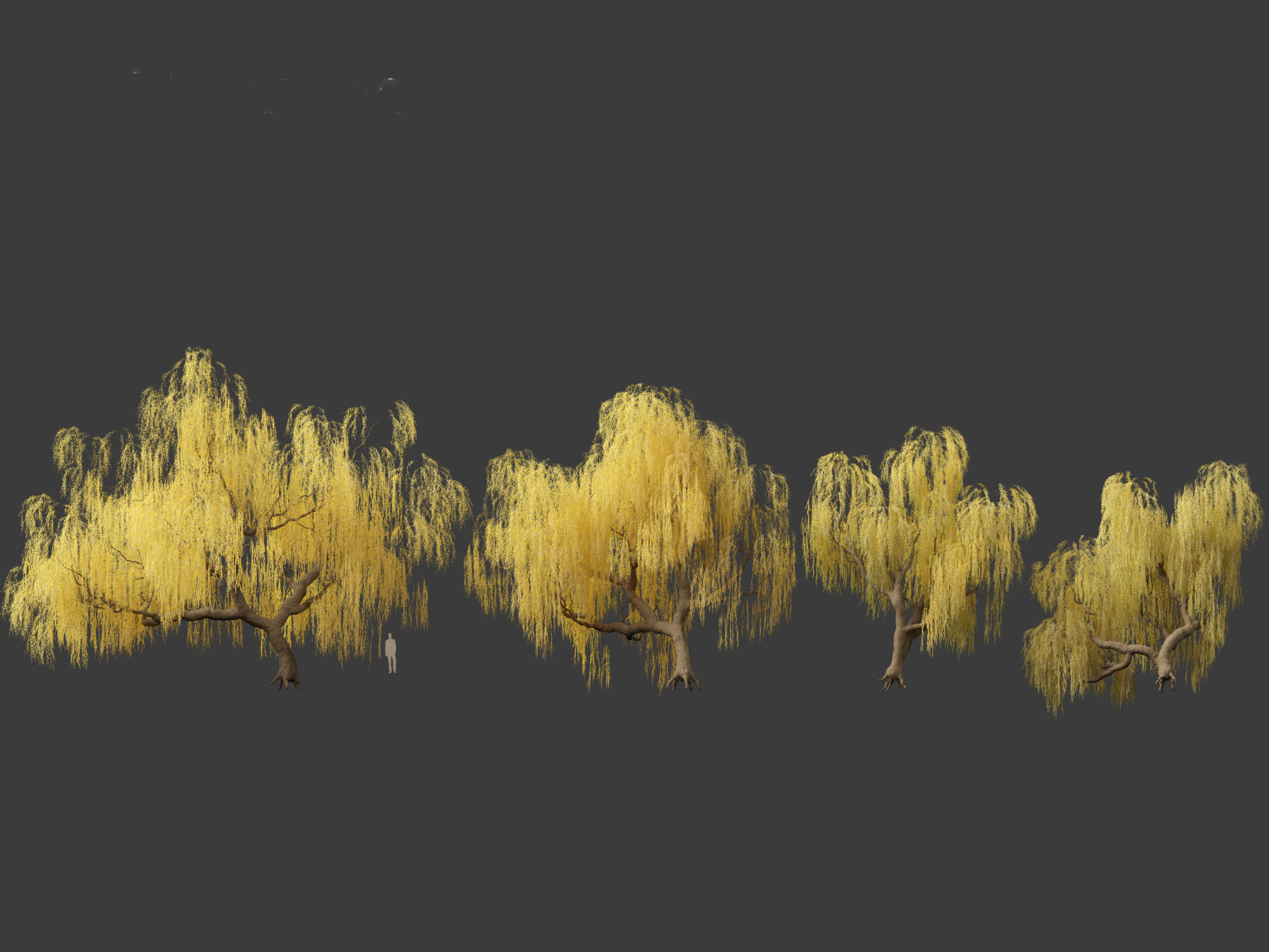 Salix babylonica - Weeping willow 13 3D model_1