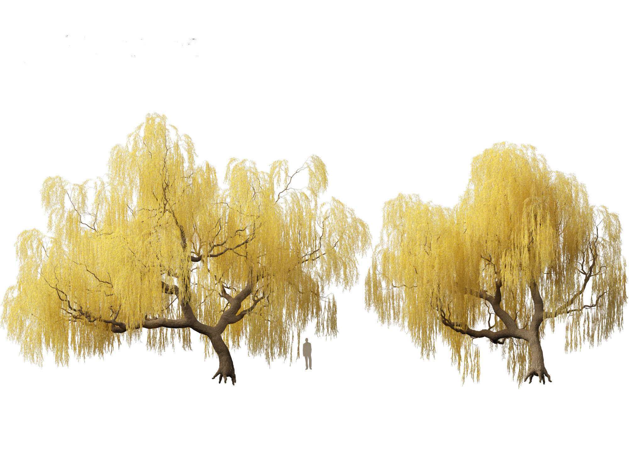 Salix babylonica - Weeping willow 13 3D model_2