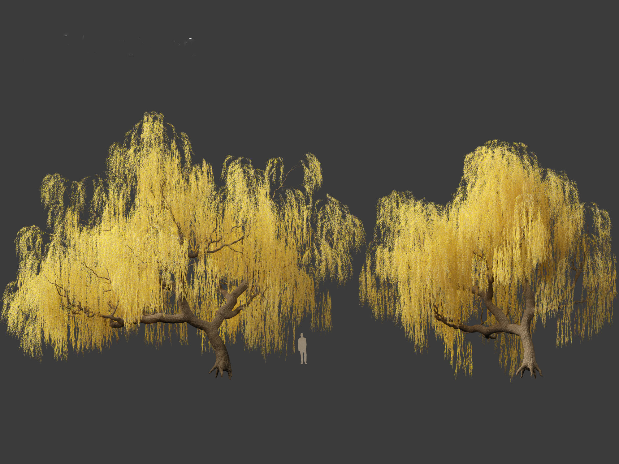 Salix babylonica - Weeping willow 13 3D model_3