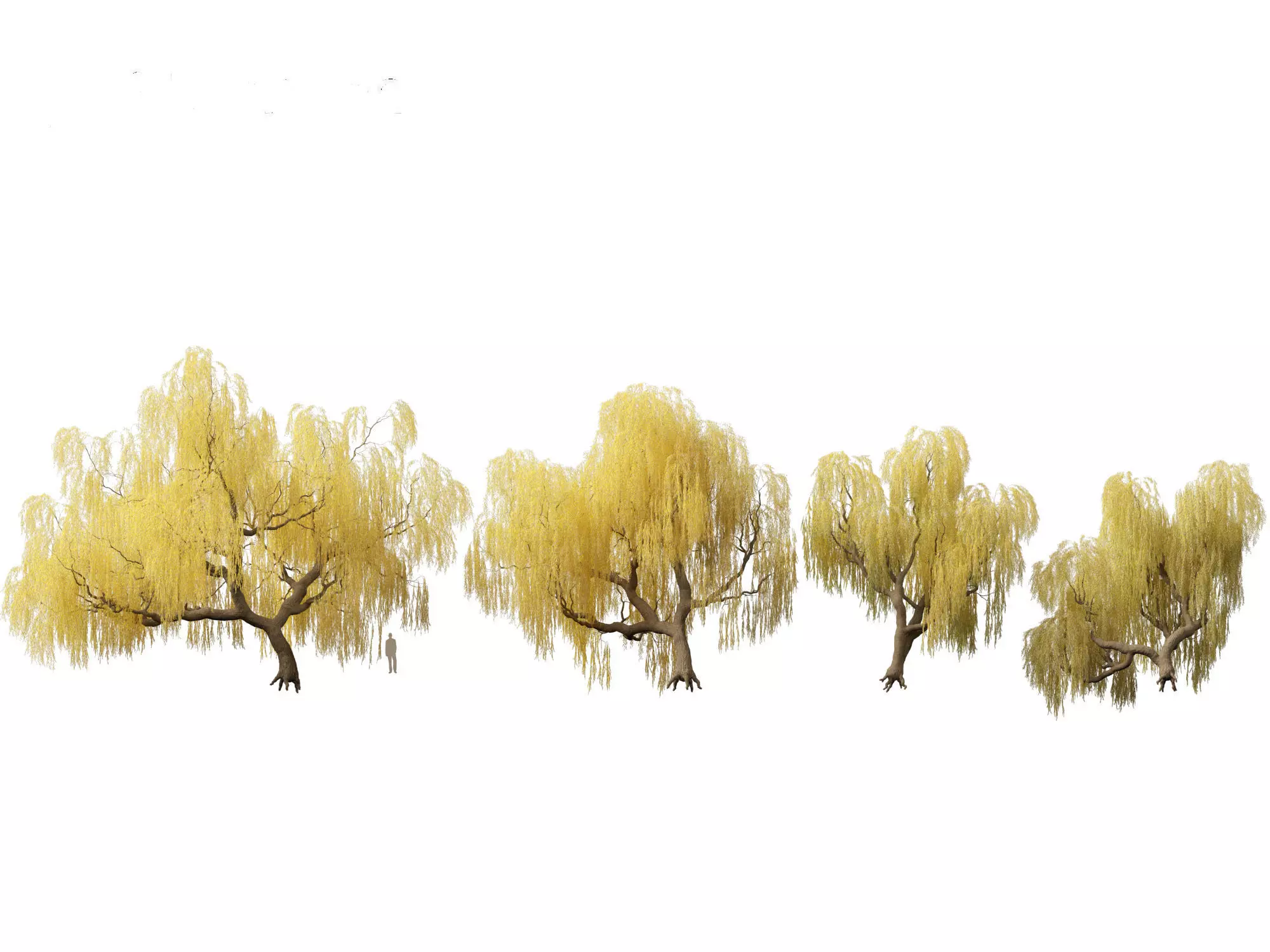 Salix babylonica - Weeping willow 13 3D model_0