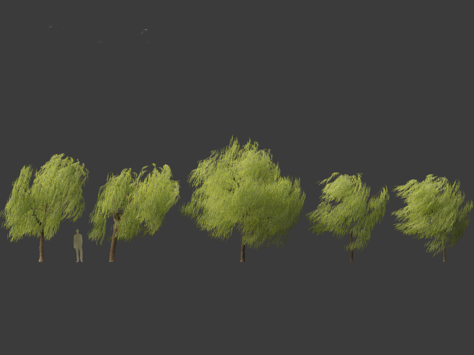 Salix babylonica - Weeping willow 11 3D model_1