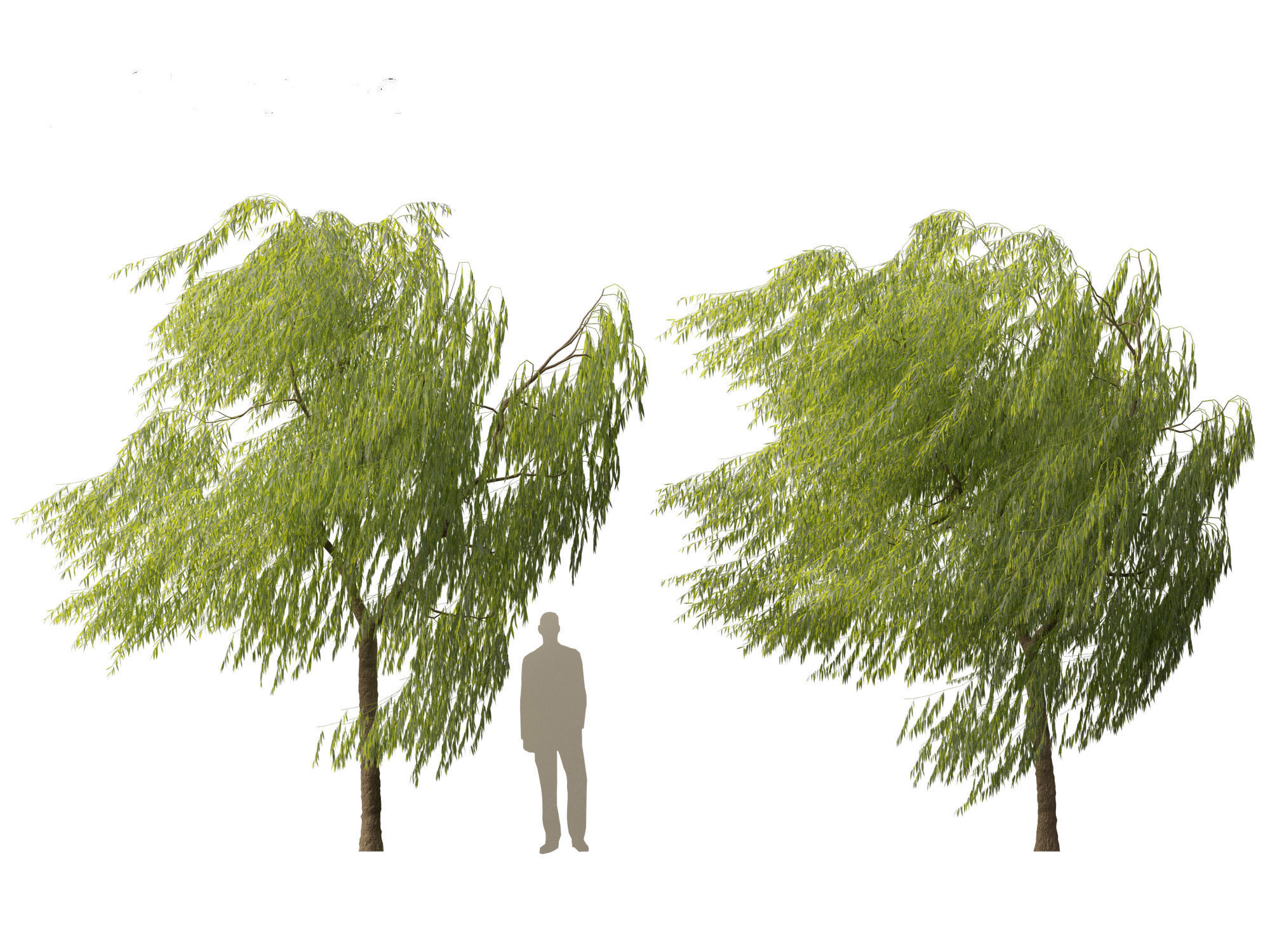 Salix babylonica - Weeping willow 11 3D model_4