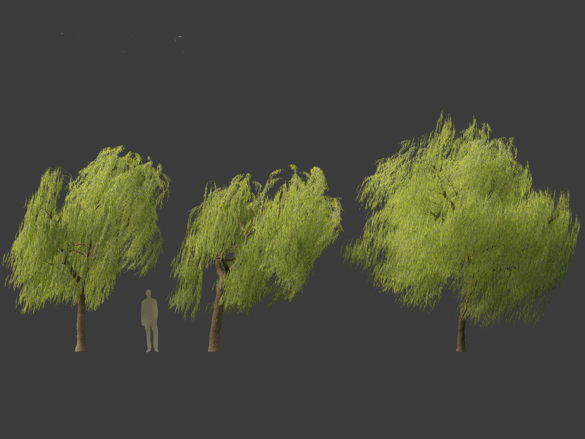 Salix babylonica - Weeping willow 11 3D model_3