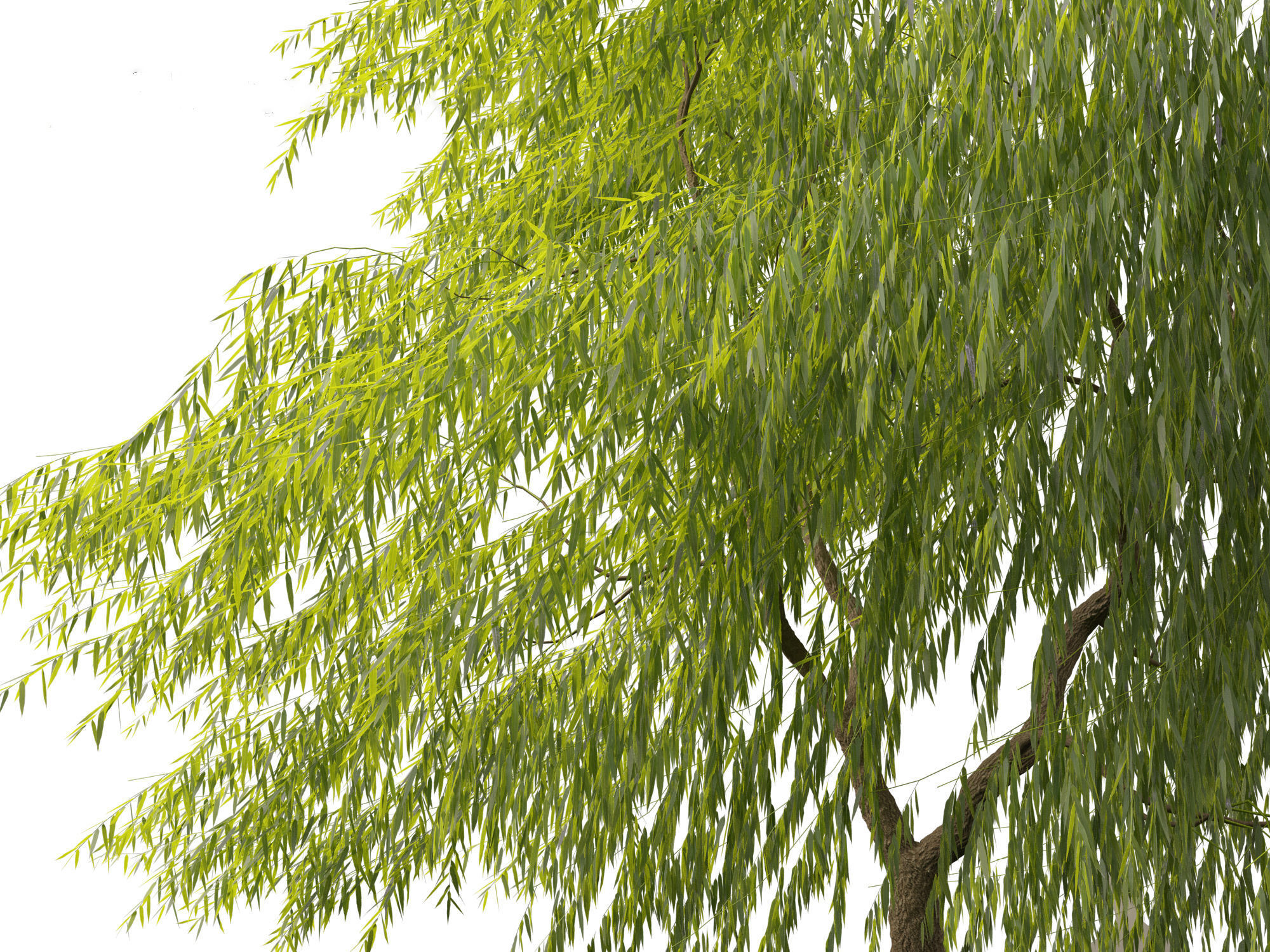 Salix babylonica - Weeping willow 11 3D model_6