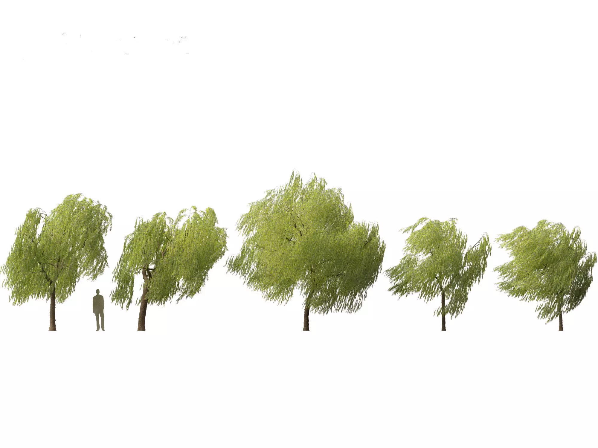 Salix babylonica - Weeping willow 11 3D model_0