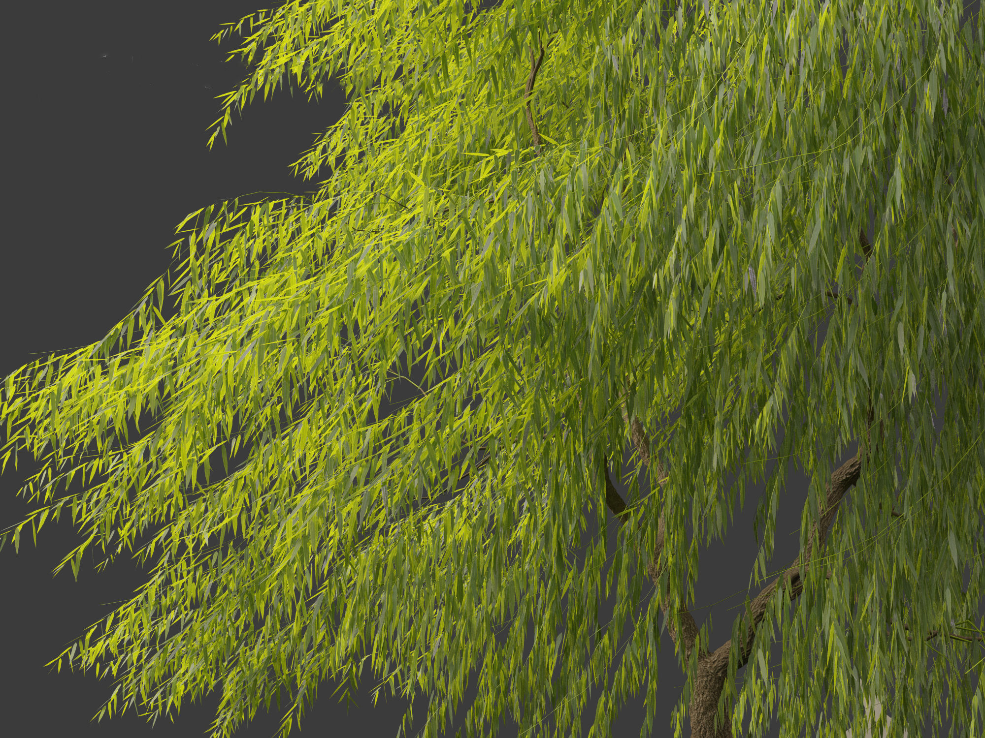 Salix babylonica - Weeping willow 11 3D model_7