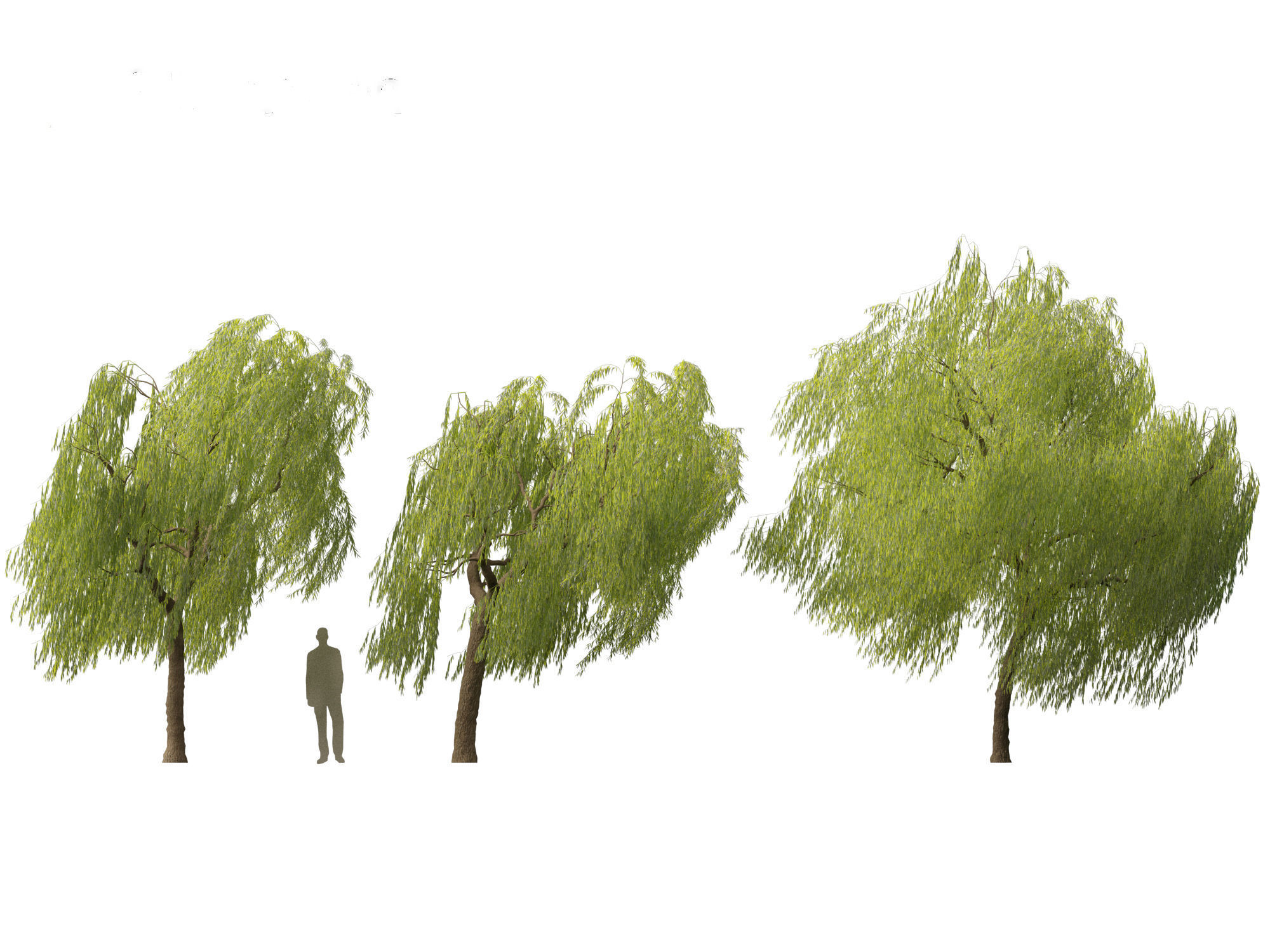 Salix babylonica - Weeping willow 11 3D model_2