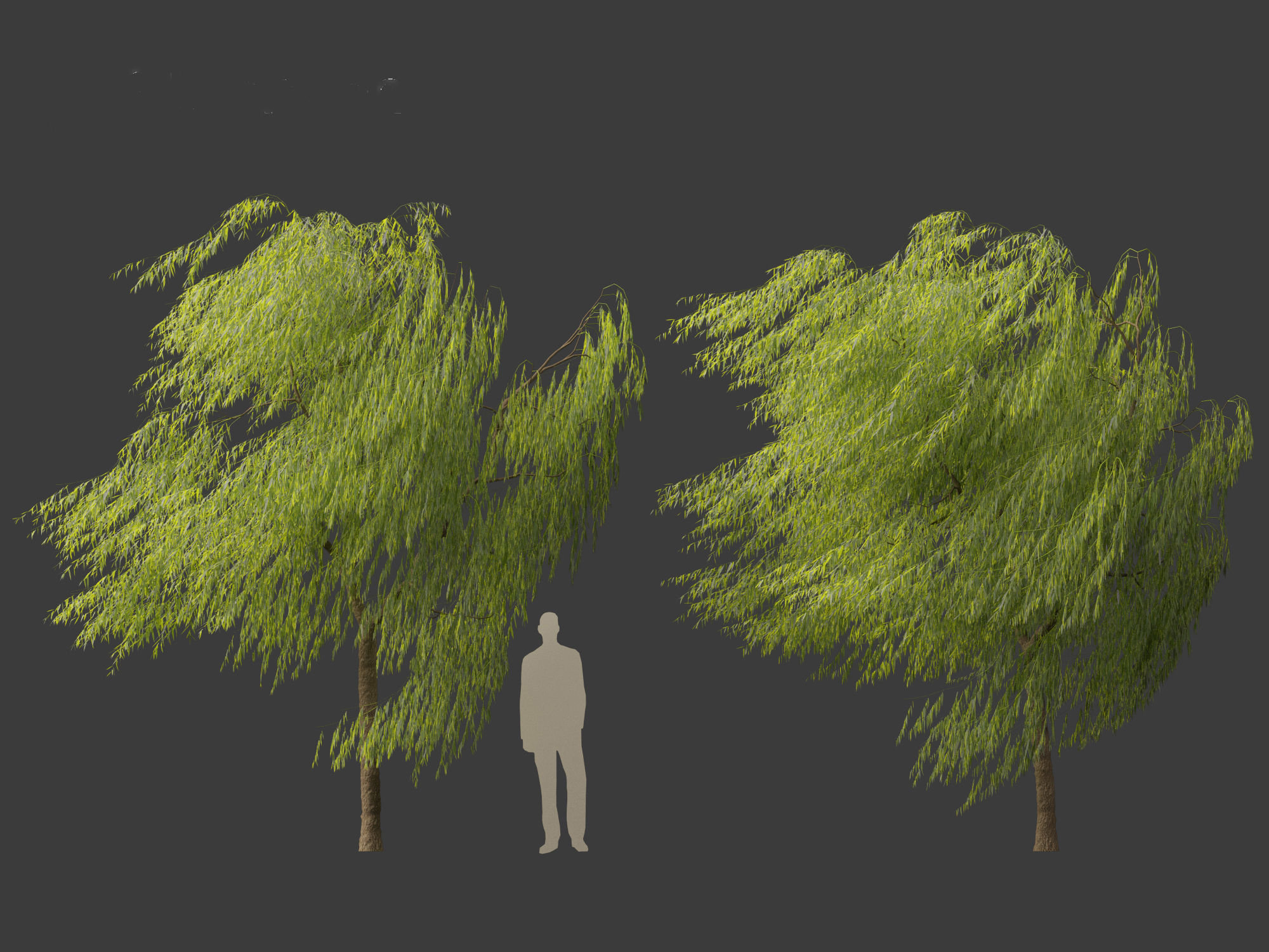 Salix babylonica - Weeping willow 11 3D model_5