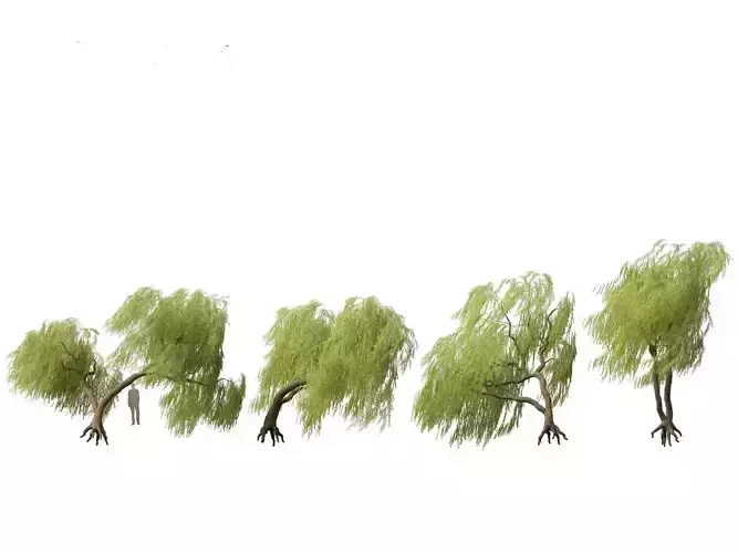 Salix babylonica - Weeping willow 10