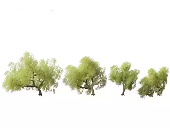 Salix babylonica - Weeping willow 09