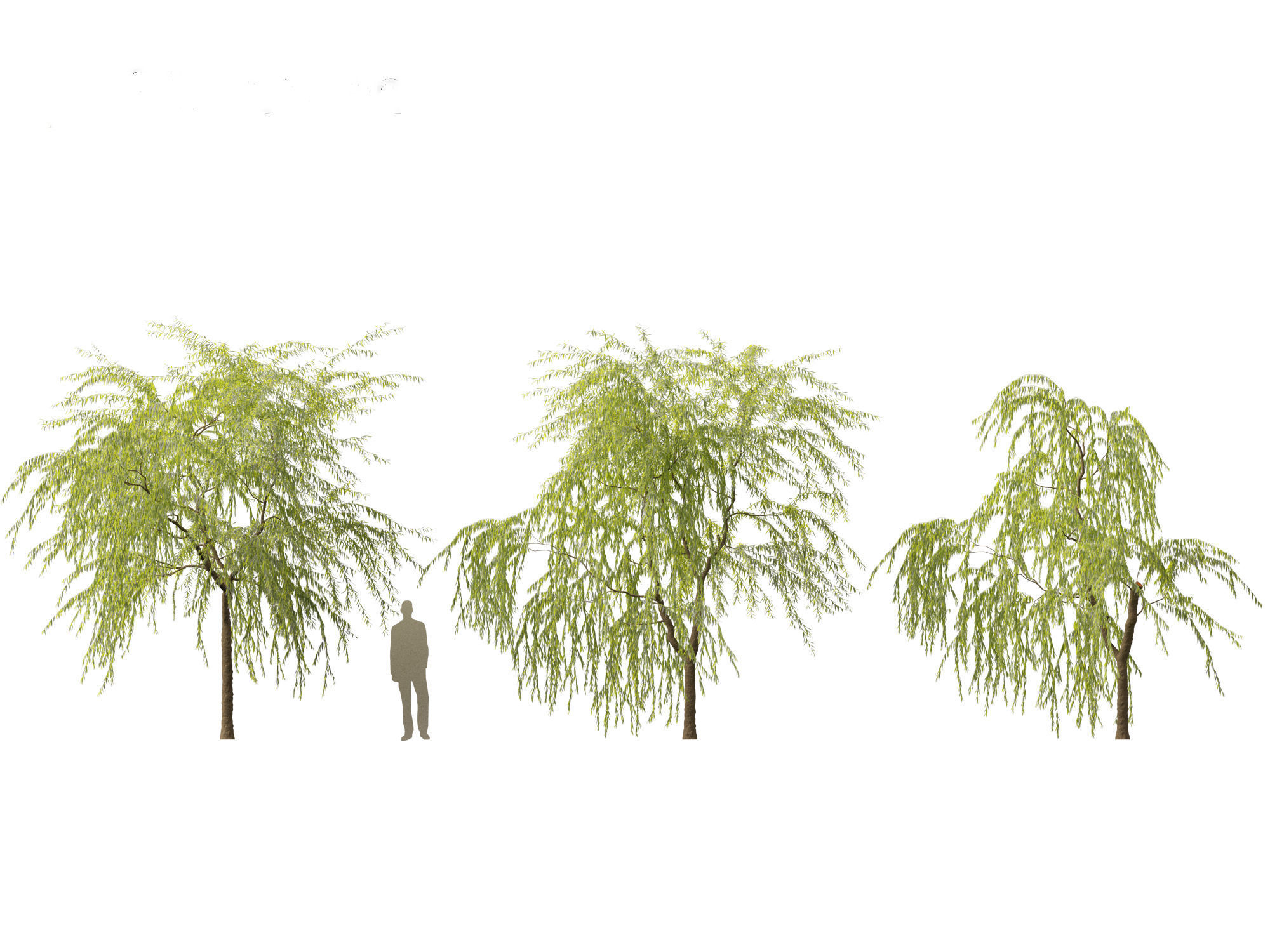 Salix babylonica - Weeping willow 08 3D model_2