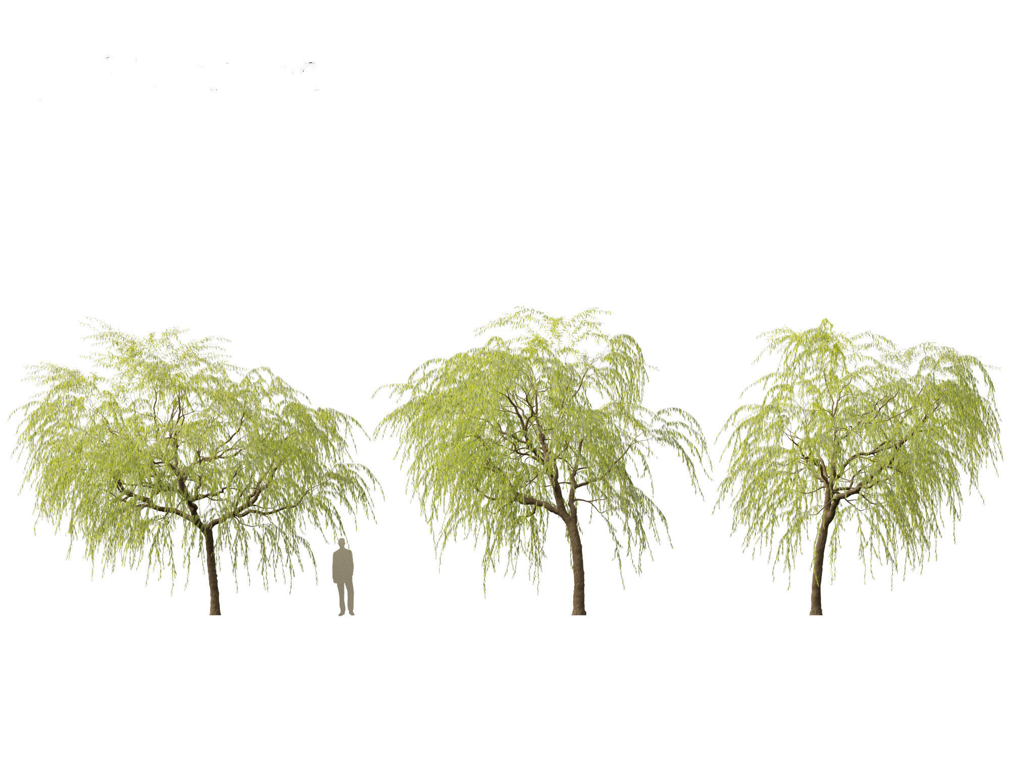 Salix babylonica - Weeping willow 08 3D model_4