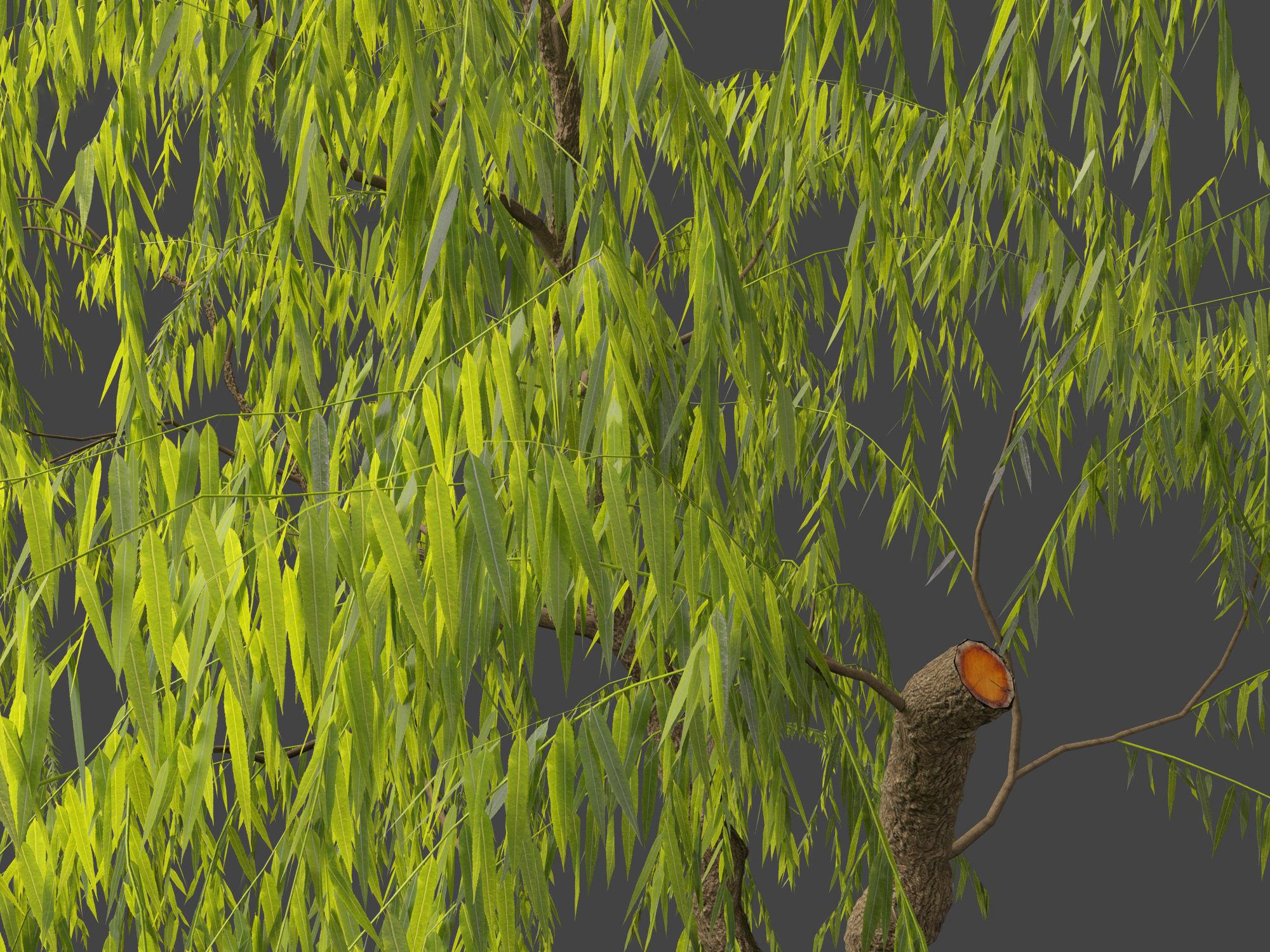Salix babylonica - Weeping willow 08 3D model_7