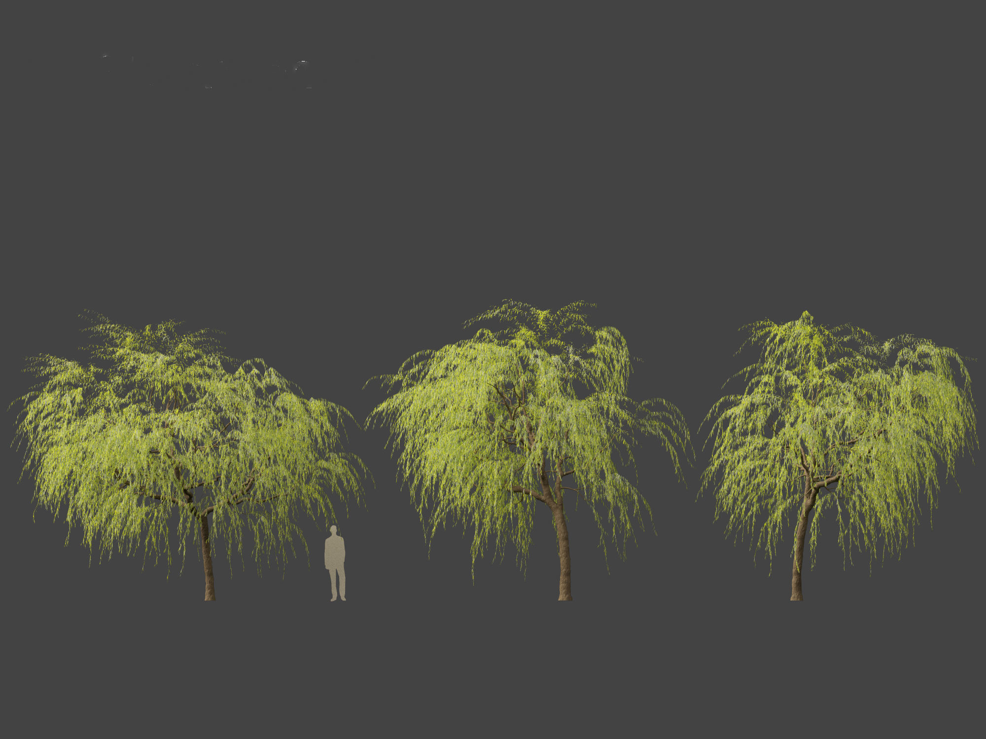 Salix babylonica - Weeping willow 08 3D model_5
