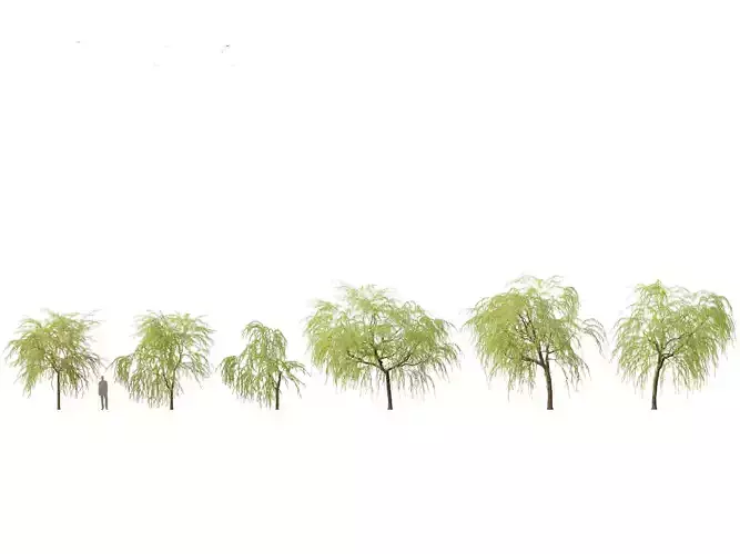 Salix babylonica - Weeping willow 08