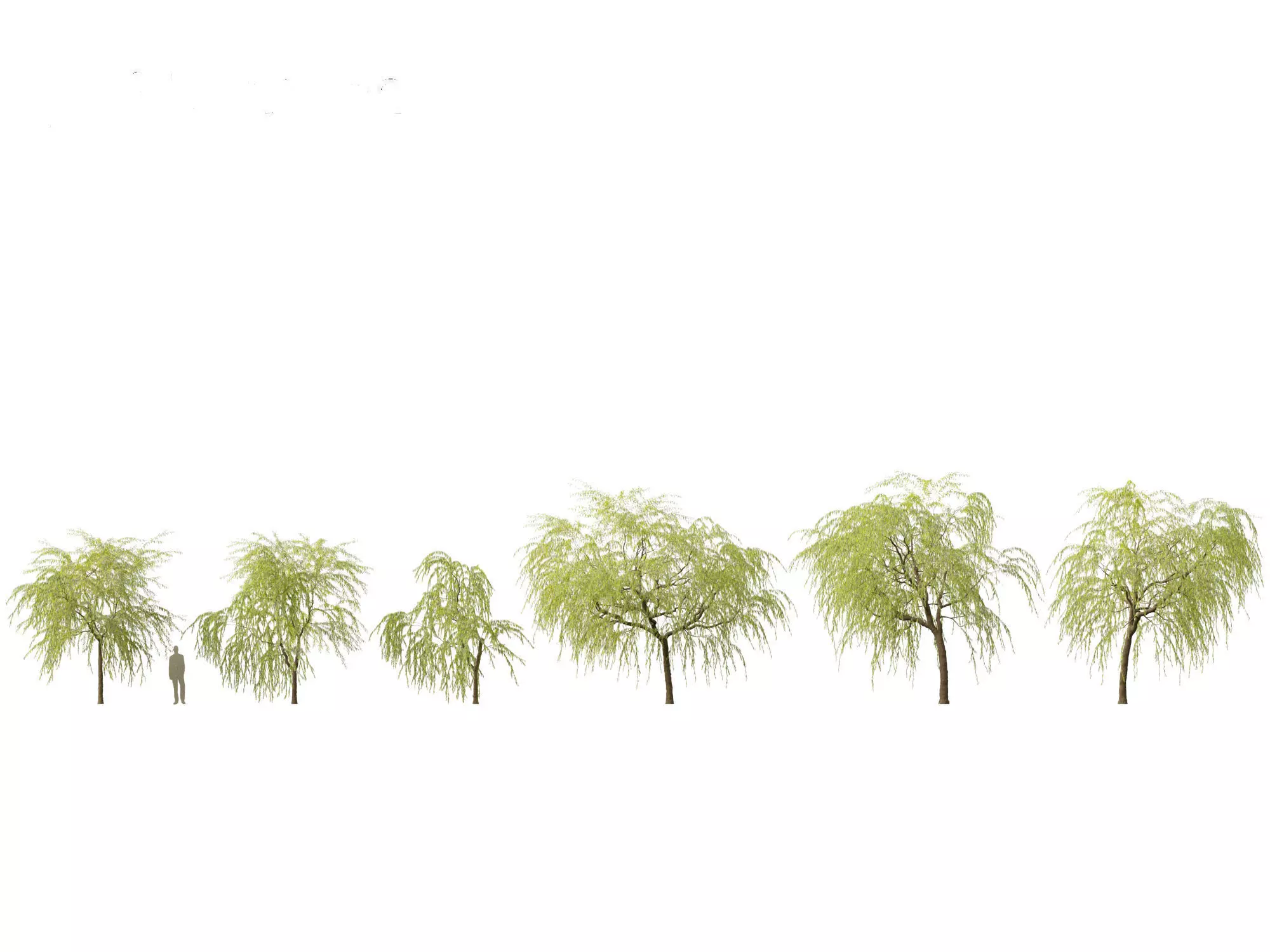 Salix babylonica - Weeping willow 08 3D model_0