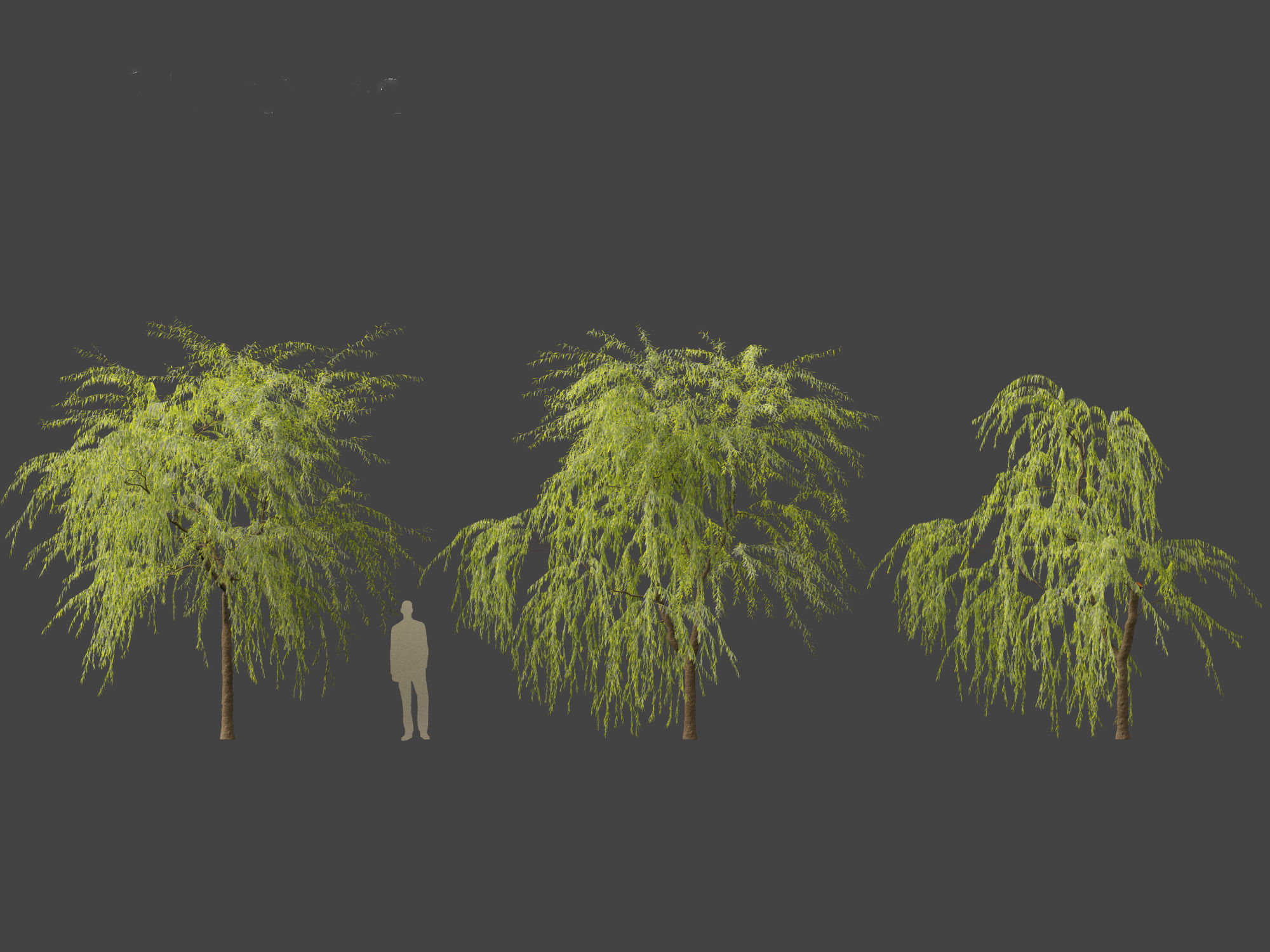 Salix babylonica - Weeping willow 08 3D model_3