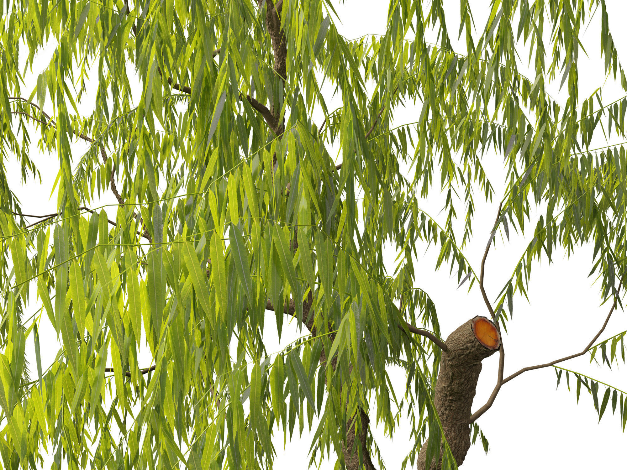 Salix babylonica - Weeping willow 08 3D model_6