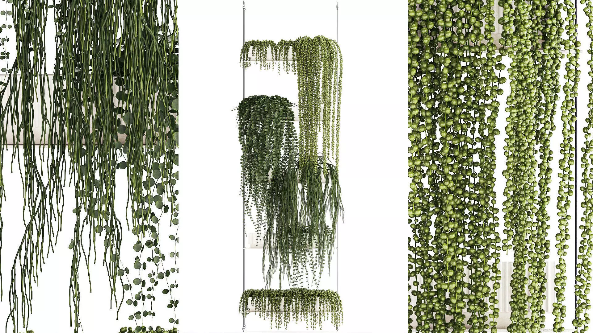 Hanging Potted Plants Succulents Senecio Rhipsalis 1418 3D model