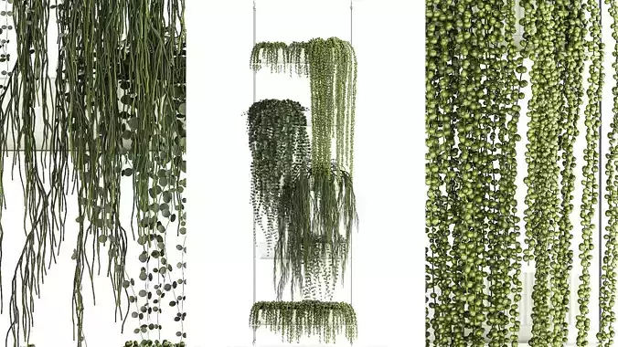 Hanging Potted Plants Succulents Senecio Rhipsalis 1418