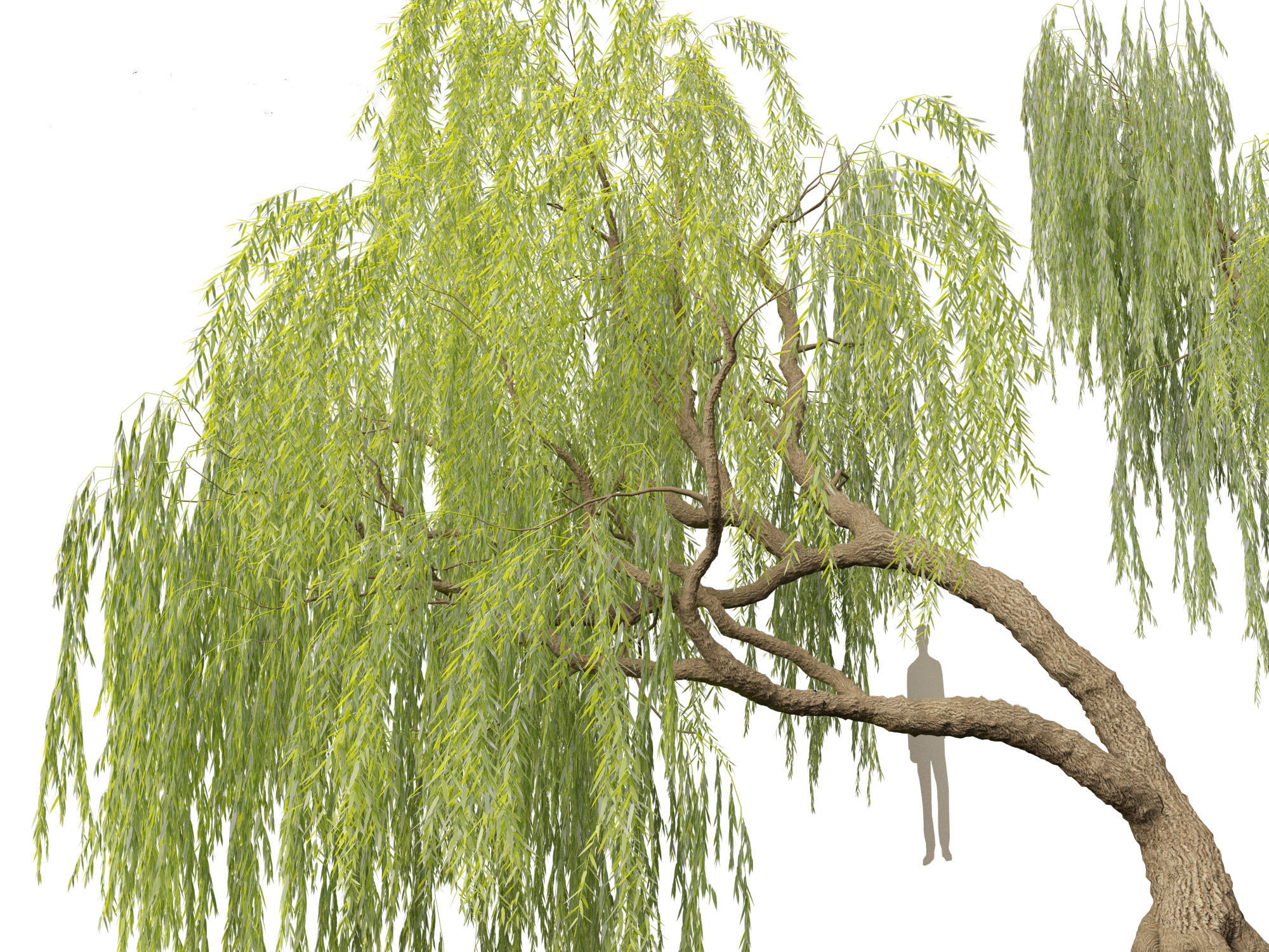 Salix babylonica - Weeping willow 06 3D model_6