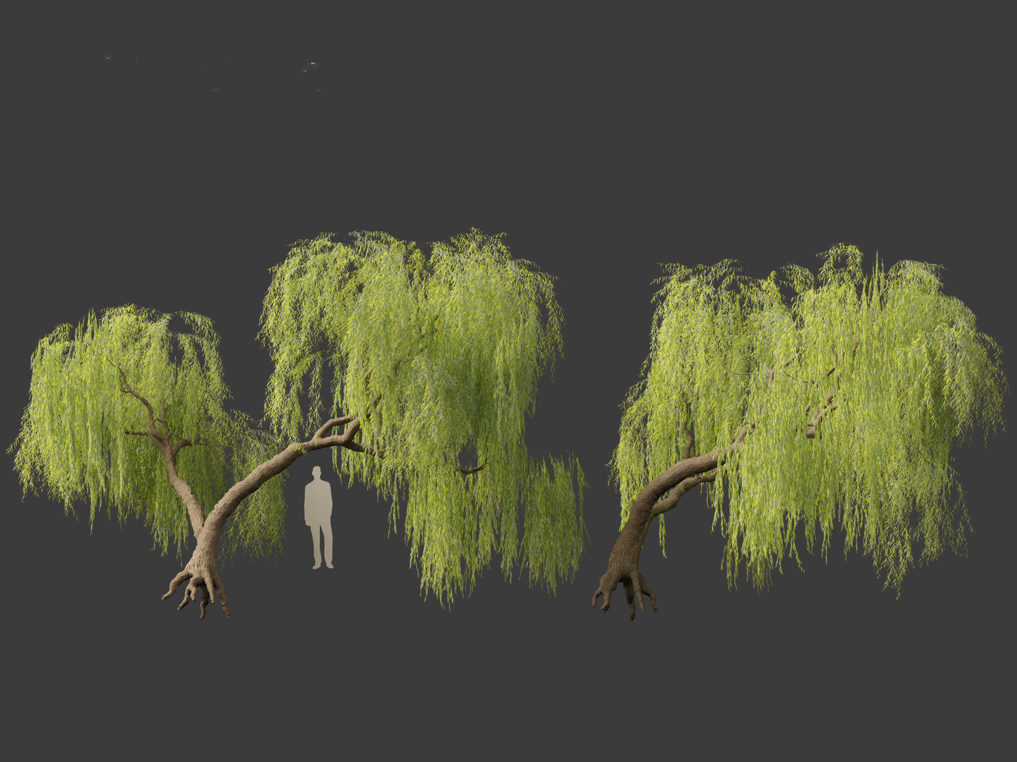 Salix babylonica - Weeping willow 06 3D model_3