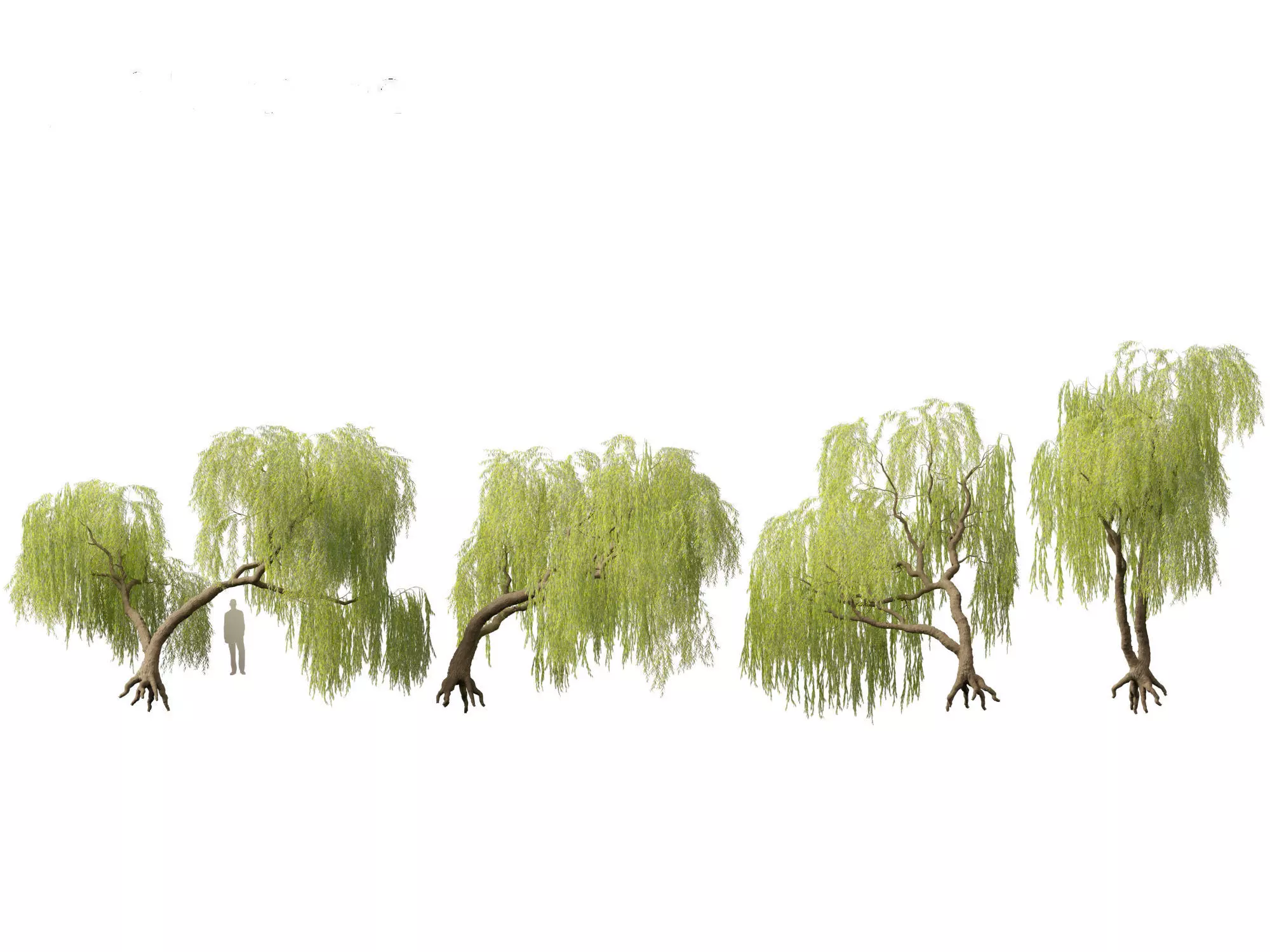 Salix babylonica - Weeping willow 06 3D model_0