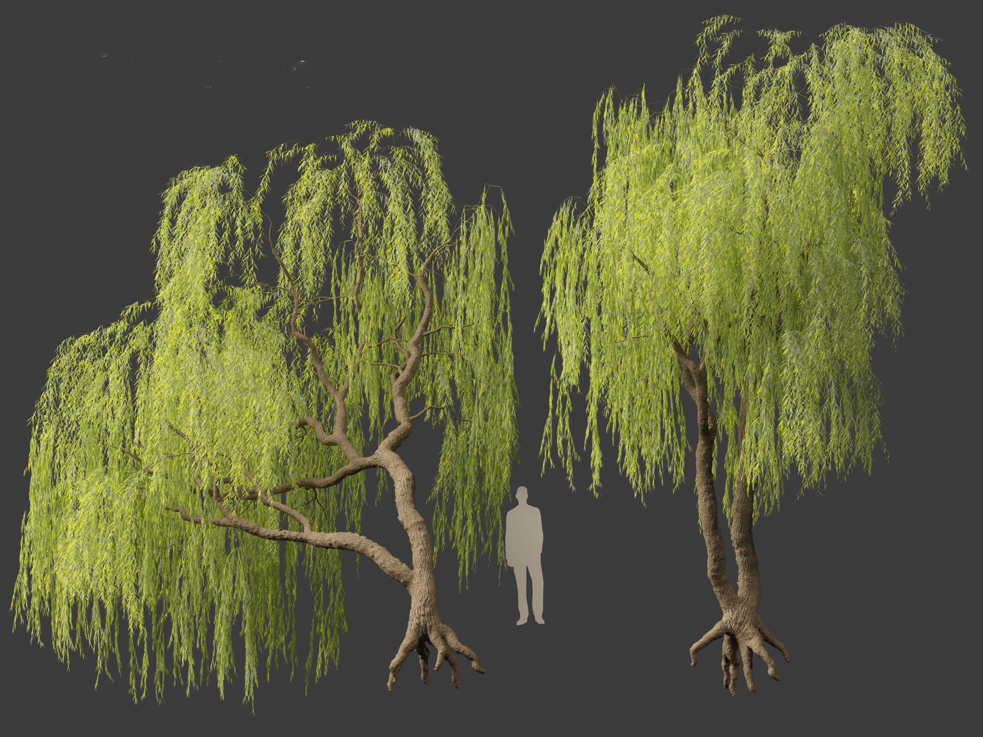 Salix babylonica - Weeping willow 06 3D model_5