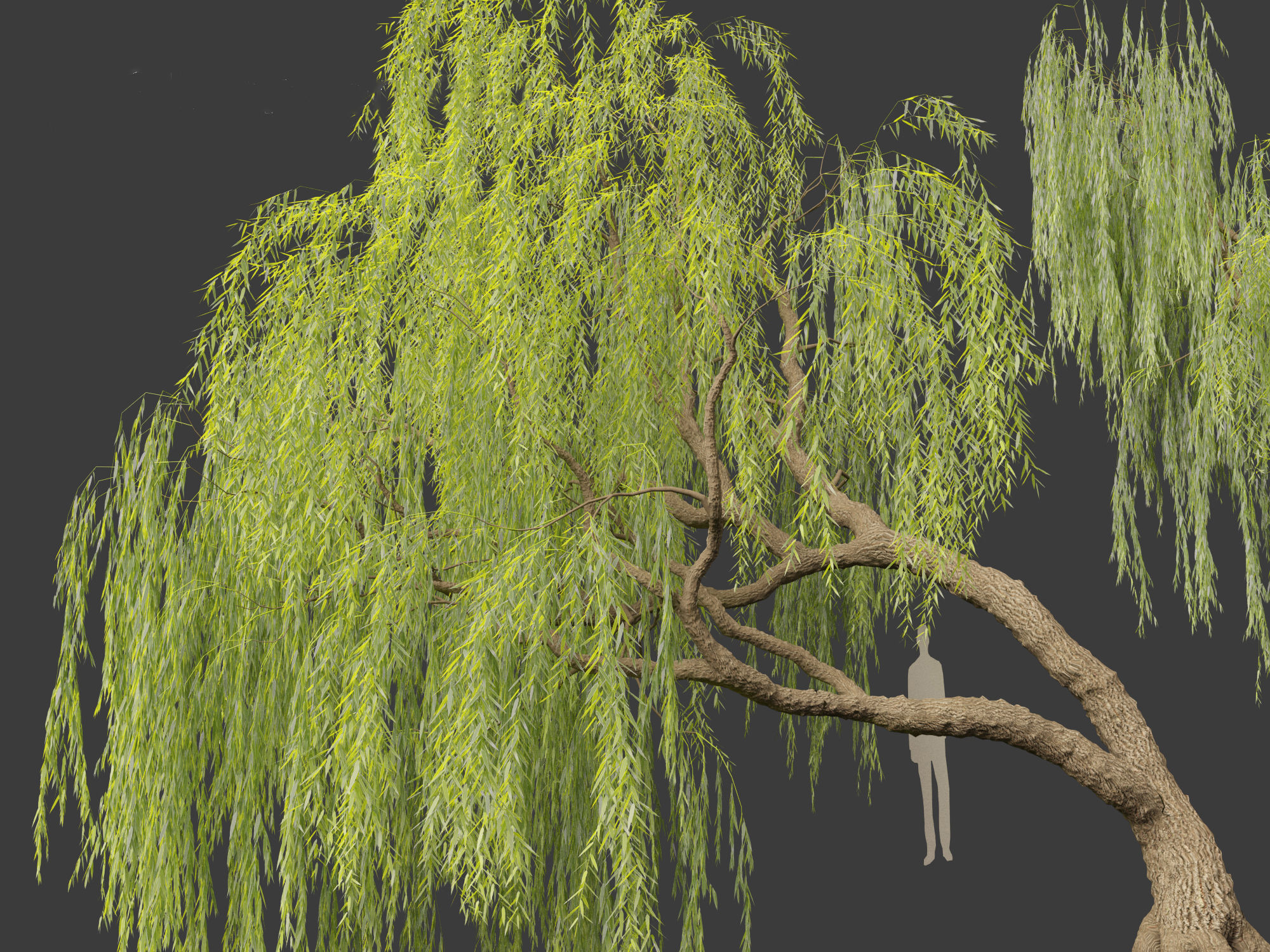 Salix babylonica - Weeping willow 06 3D model_7