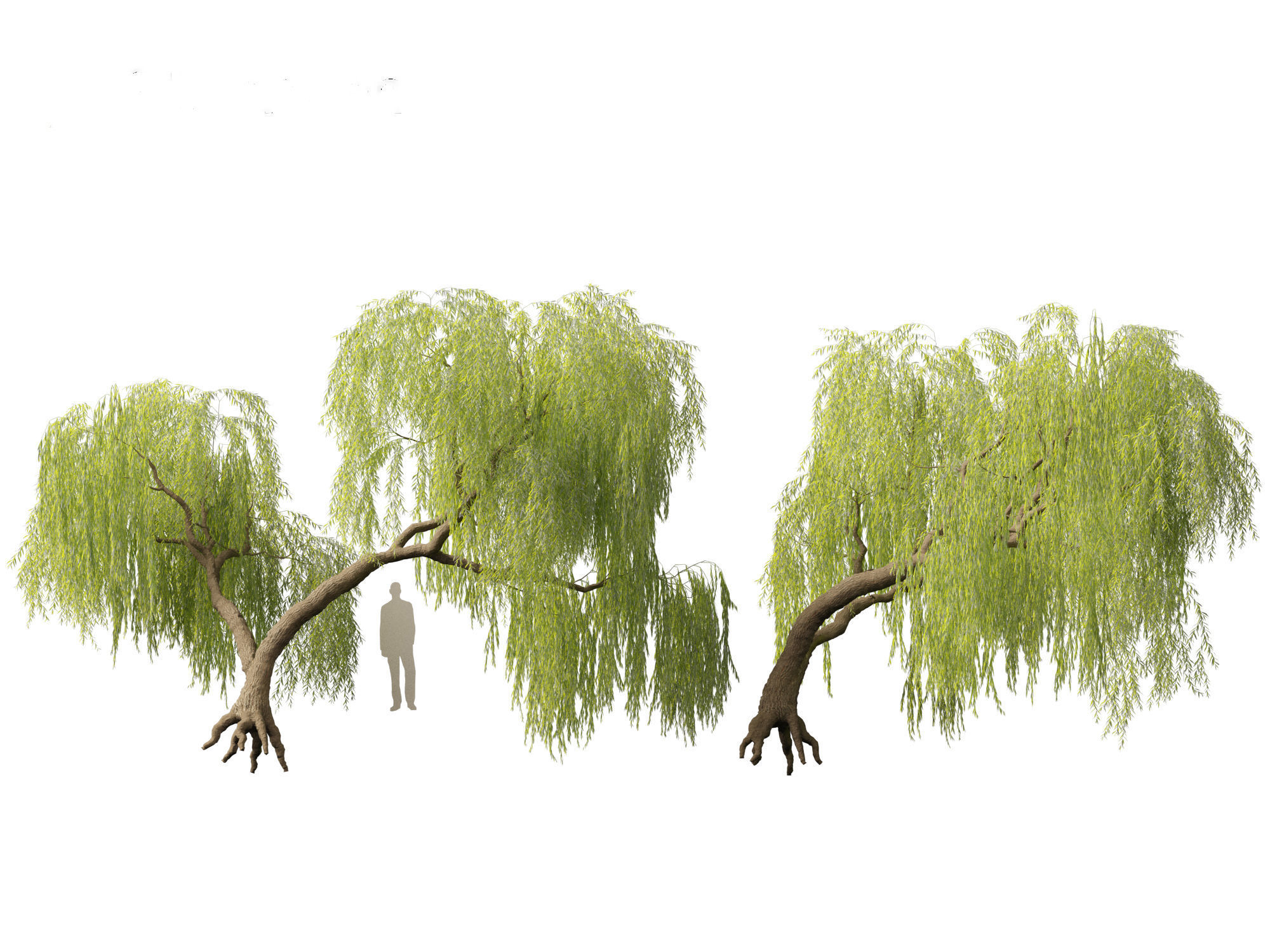 Salix babylonica - Weeping willow 06 3D model_2