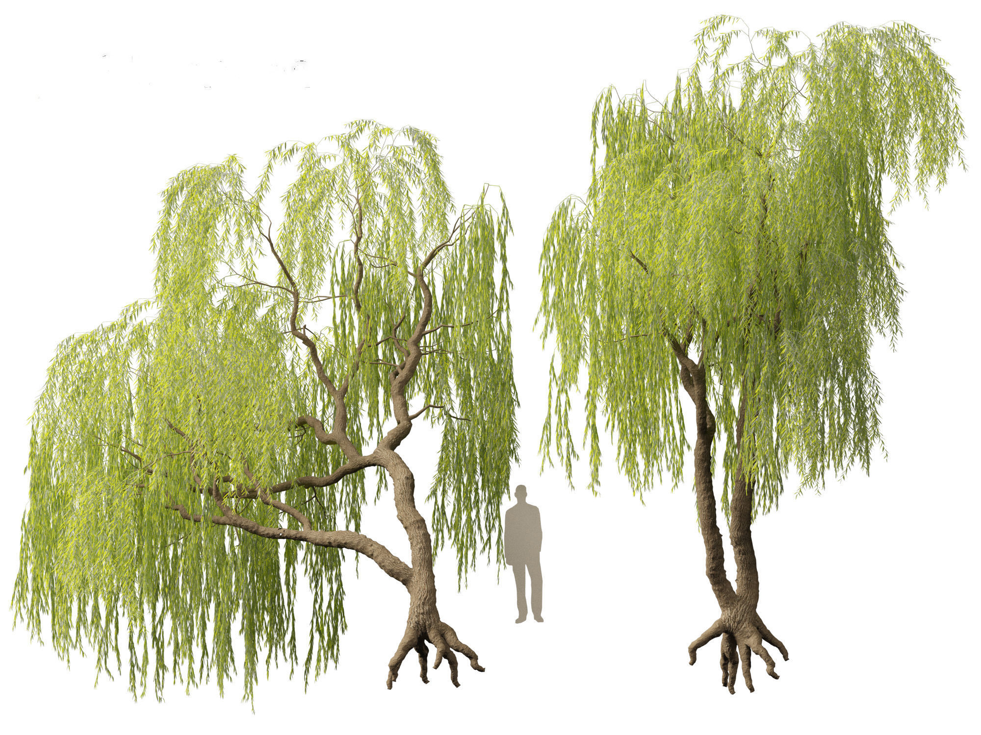 Salix babylonica - Weeping willow 06 3D model_4