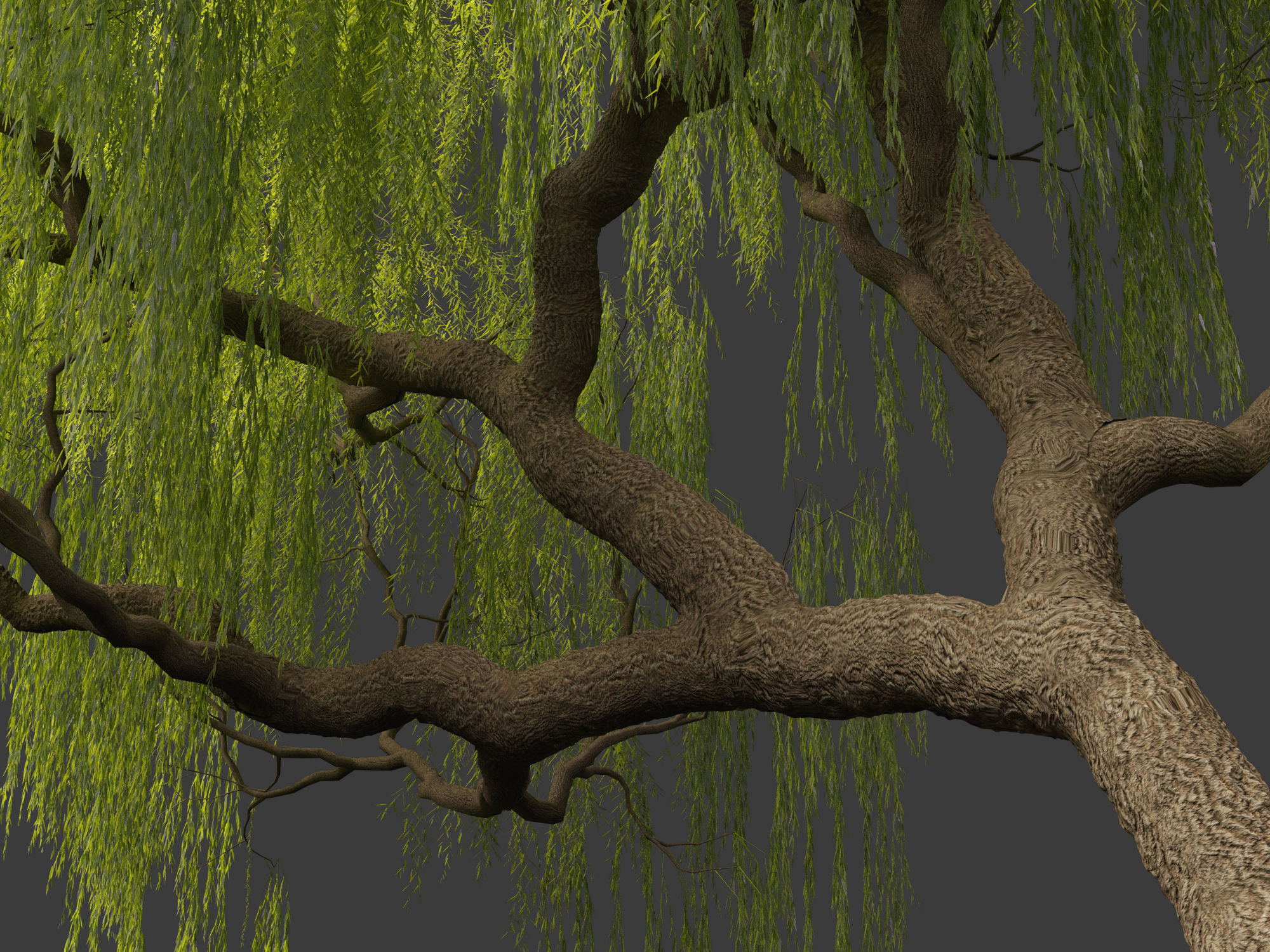 Salix babylonica - Weeping willow 05 3D model_7